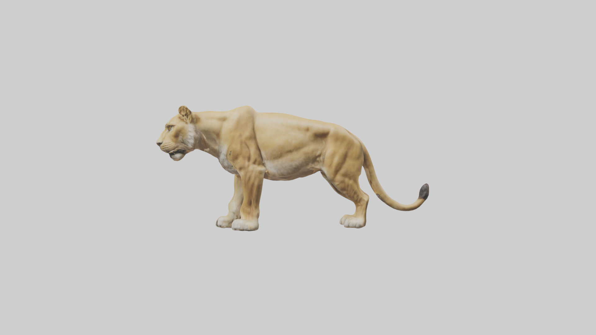 Lioness hunting model Low-poly 3D model_12