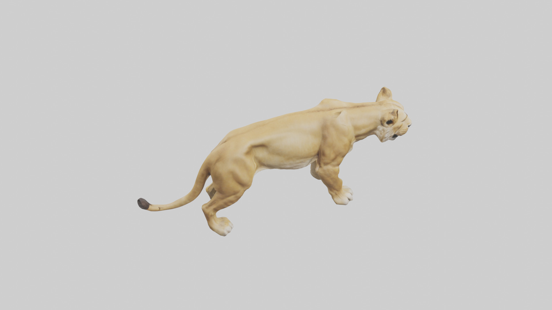 Lioness hunting model Low-poly 3D model_18