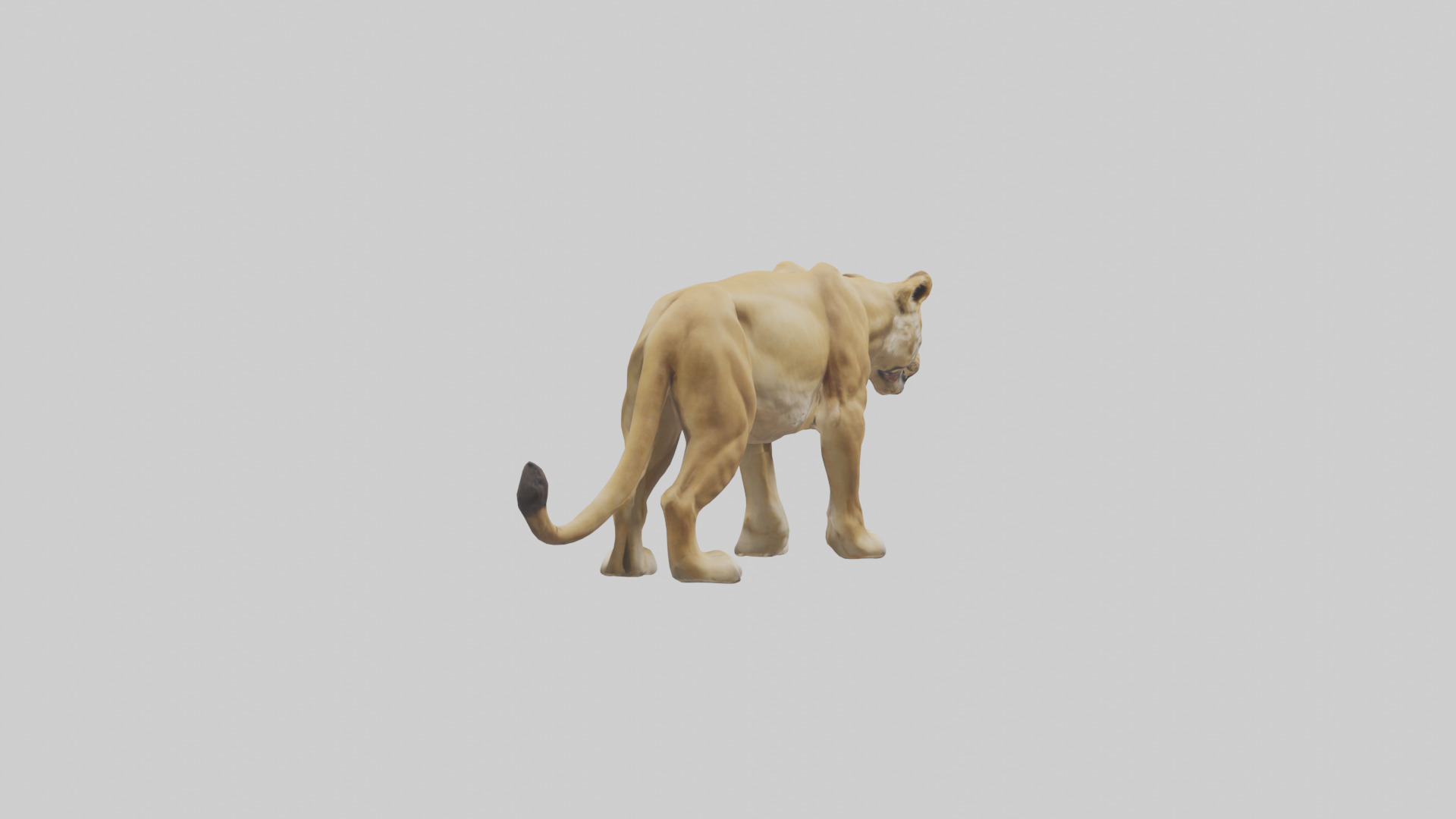 Lioness hunting model Low-poly 3D model_4