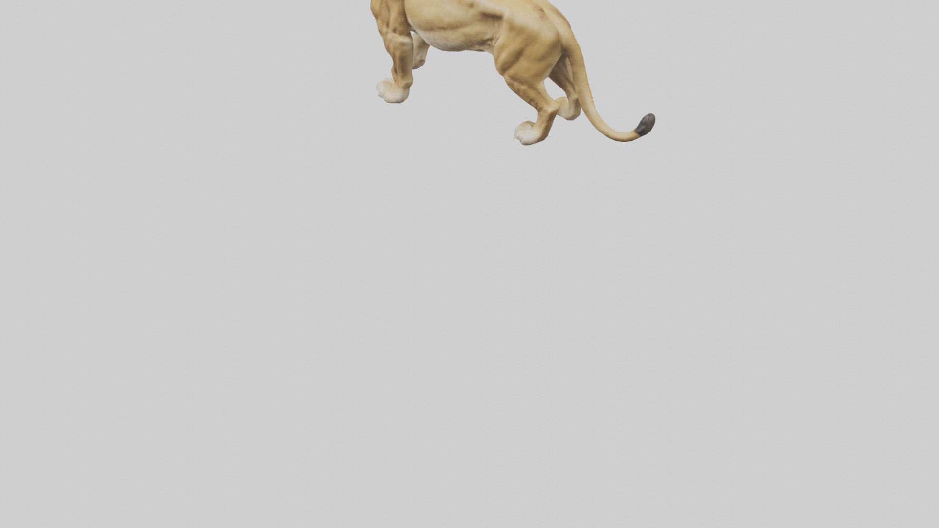 Lioness hunting model Low-poly 3D model_5
