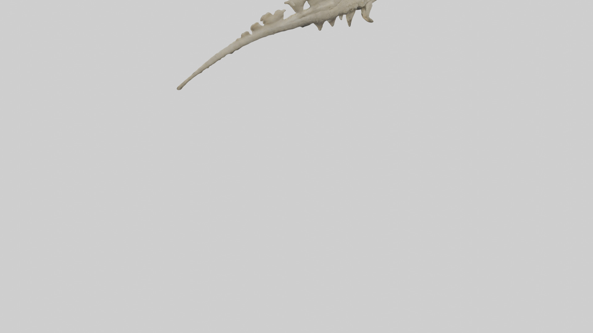 Lizard Spine Low-poly 3D model_3