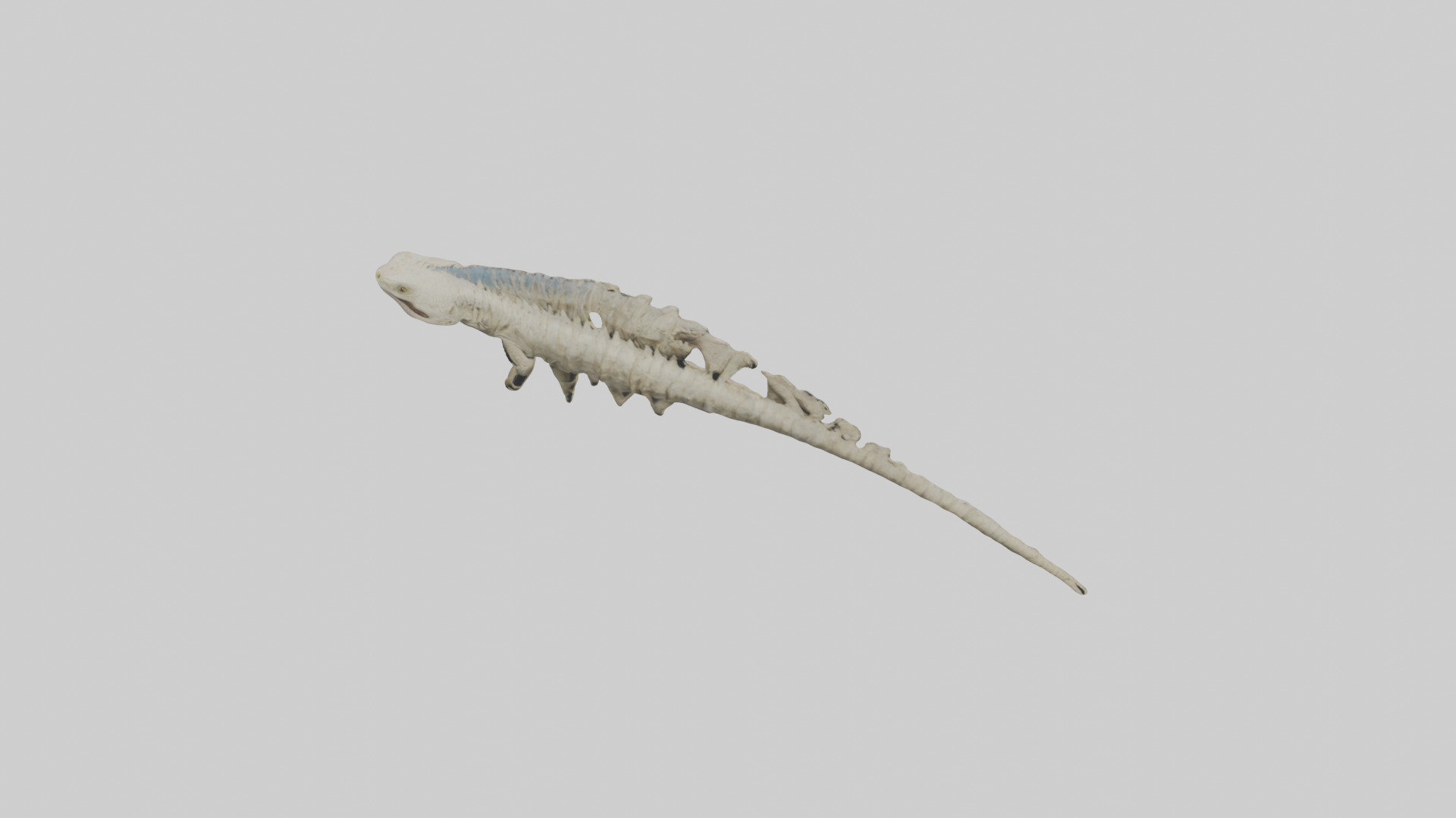 Lizard Spine Low-poly 3D model_16