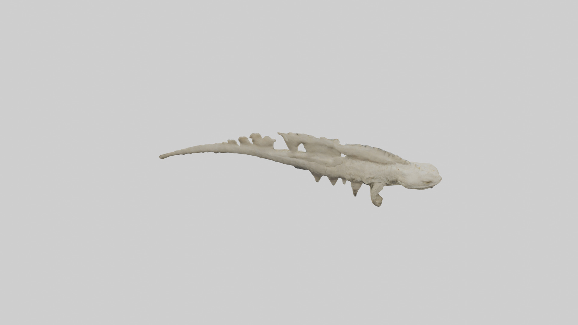 Lizard Spine Low-poly 3D model_15