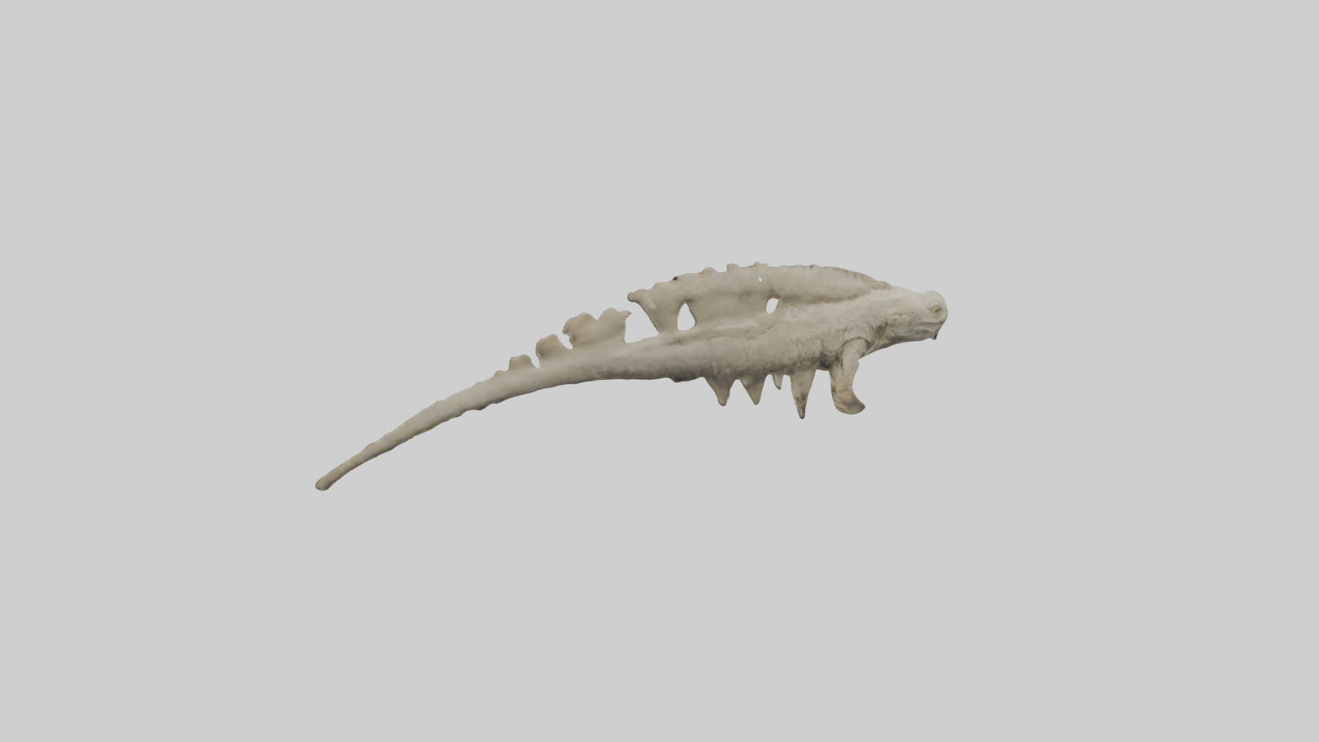 Lizard Spine Low-poly 3D model_1