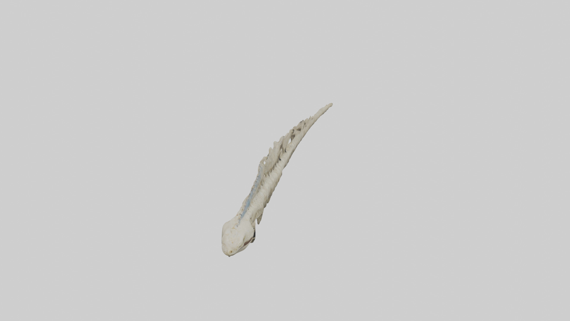 Lizard Spine Low-poly 3D model_18