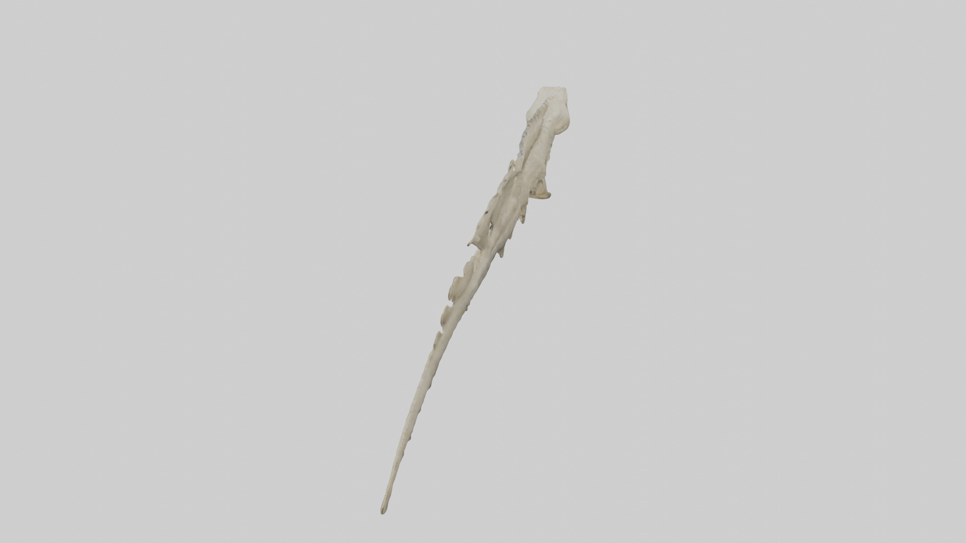 Lizard Spine Low-poly 3D model_17