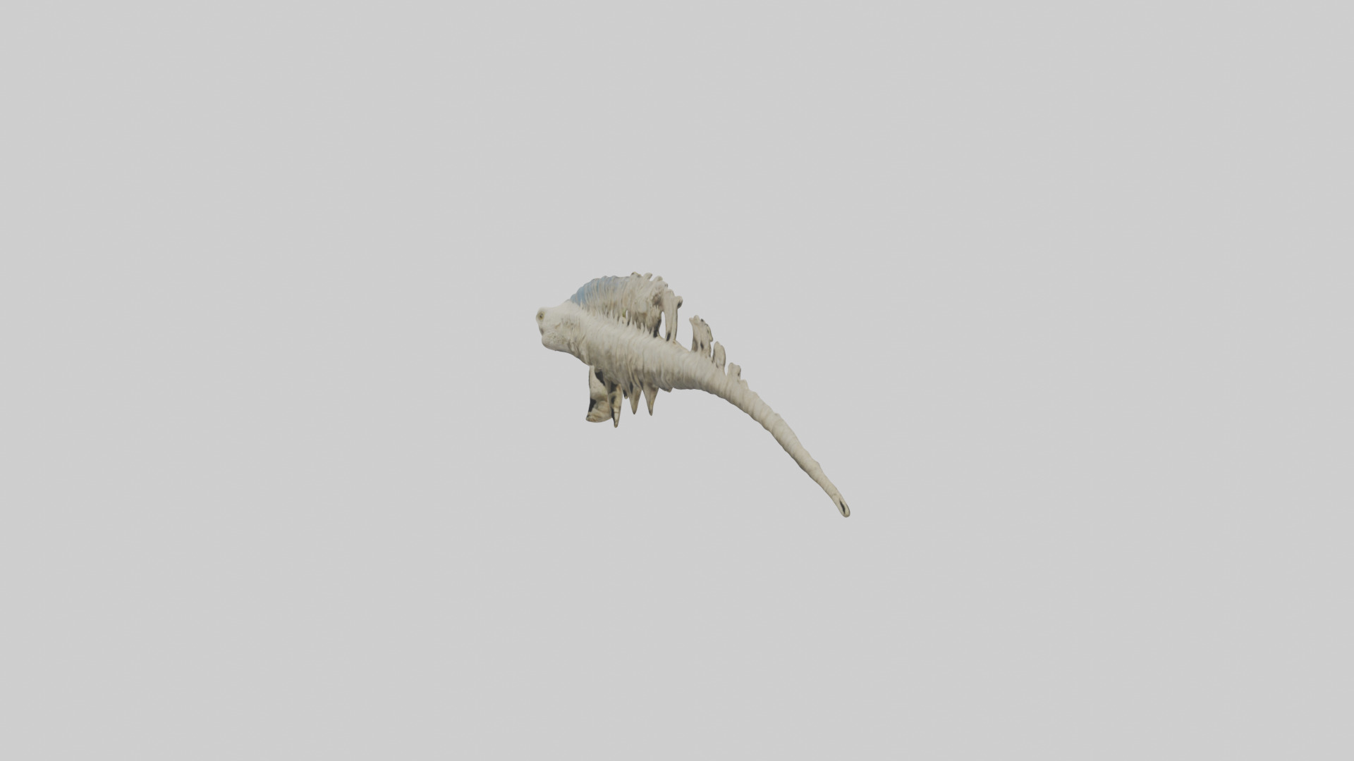 Lizard Spine Low-poly 3D model_8