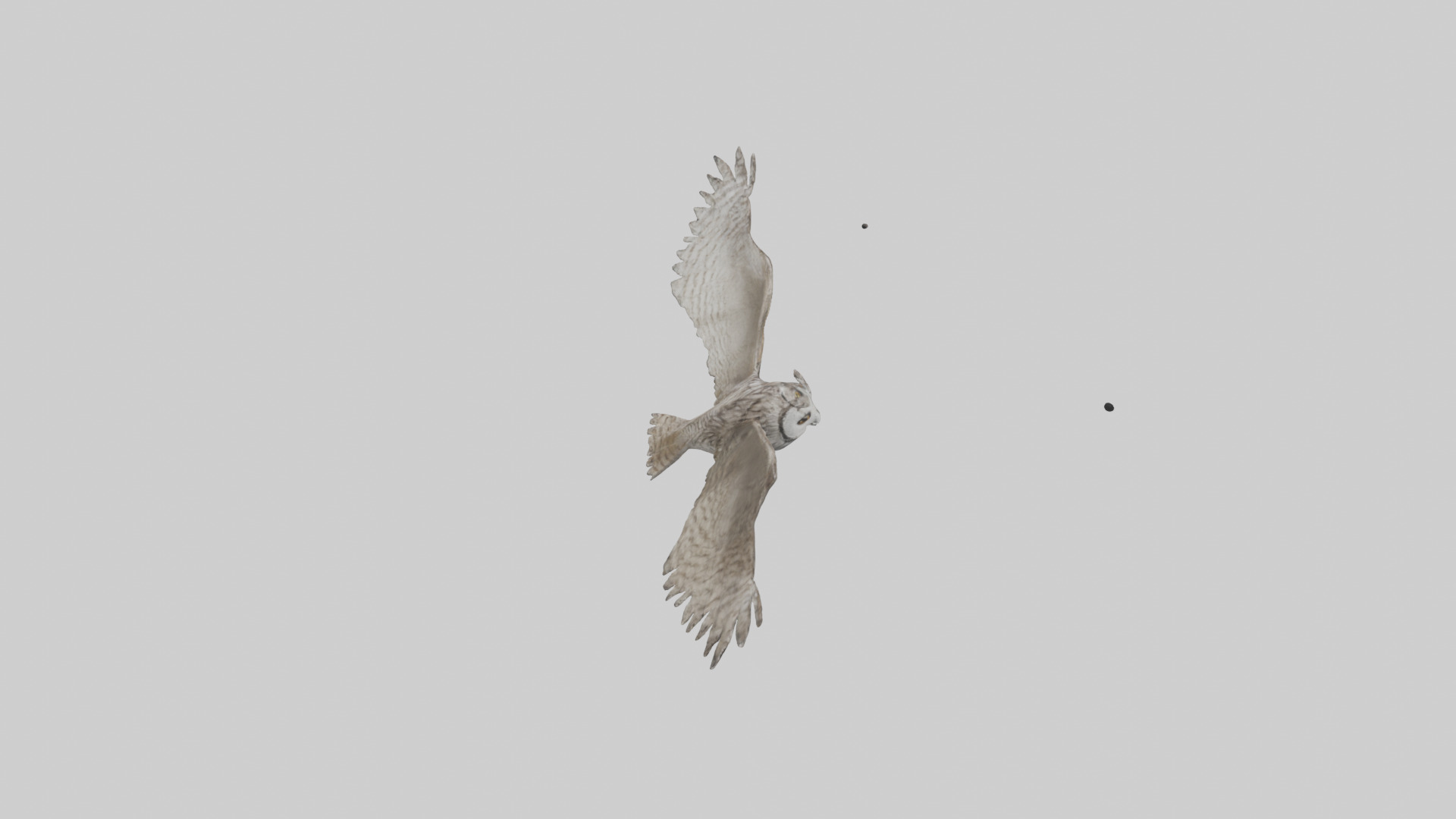 LongEared Owl flying model Low-poly 3D model_15