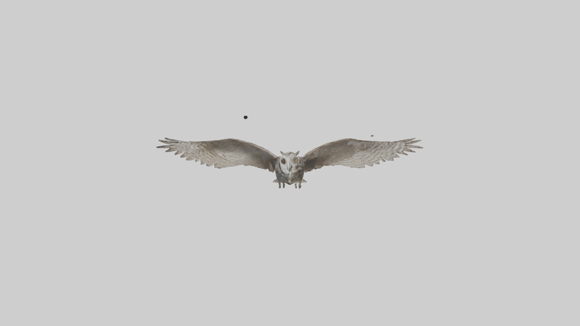 LongEared Owl flying model Low-poly 3D model_13