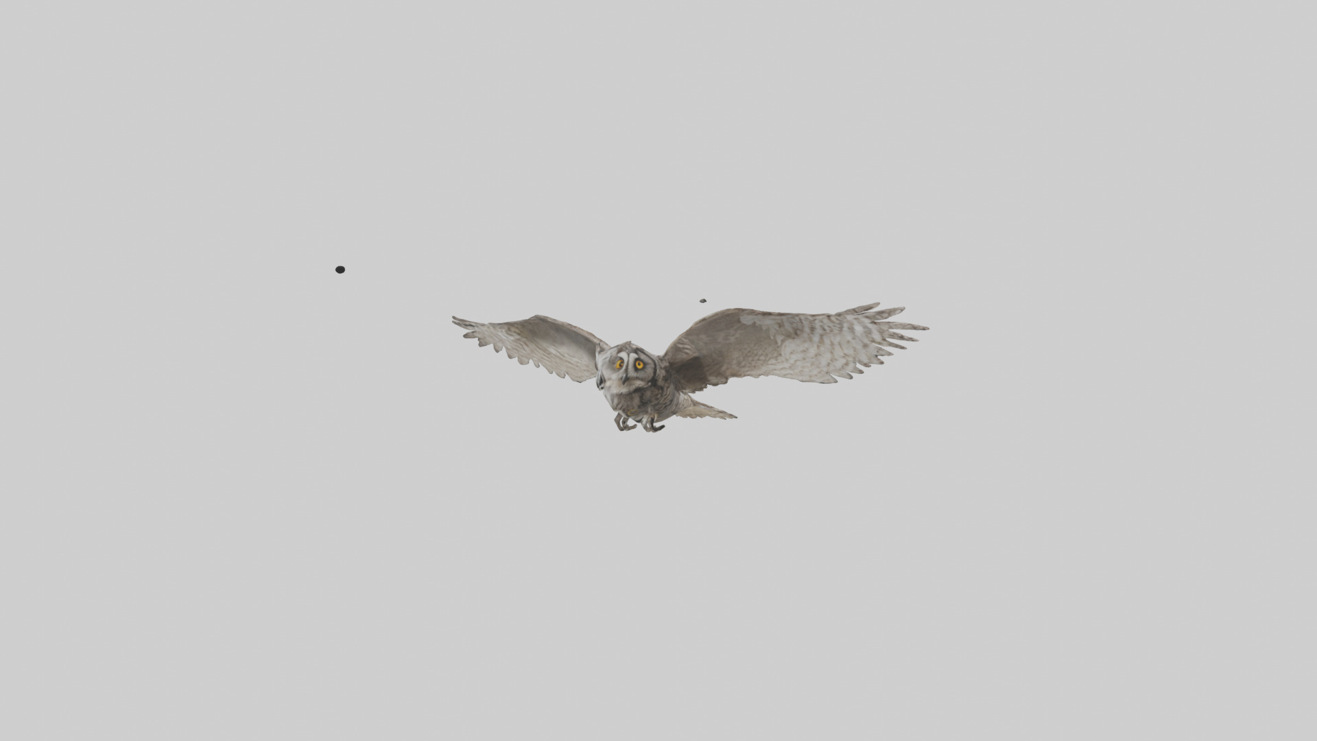 LongEared Owl flying model Low-poly 3D model_11