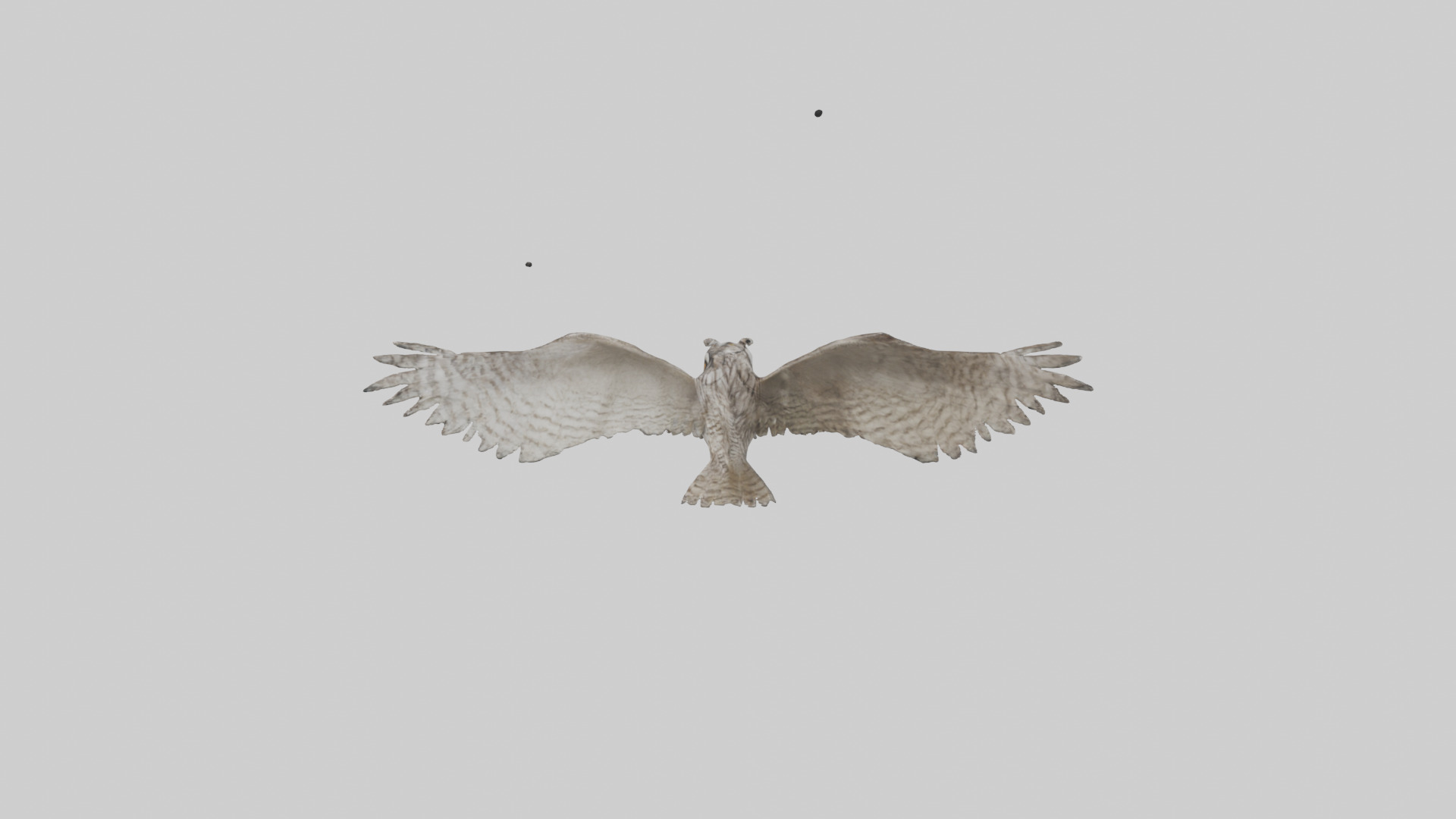LongEared Owl flying model Low-poly 3D model_17