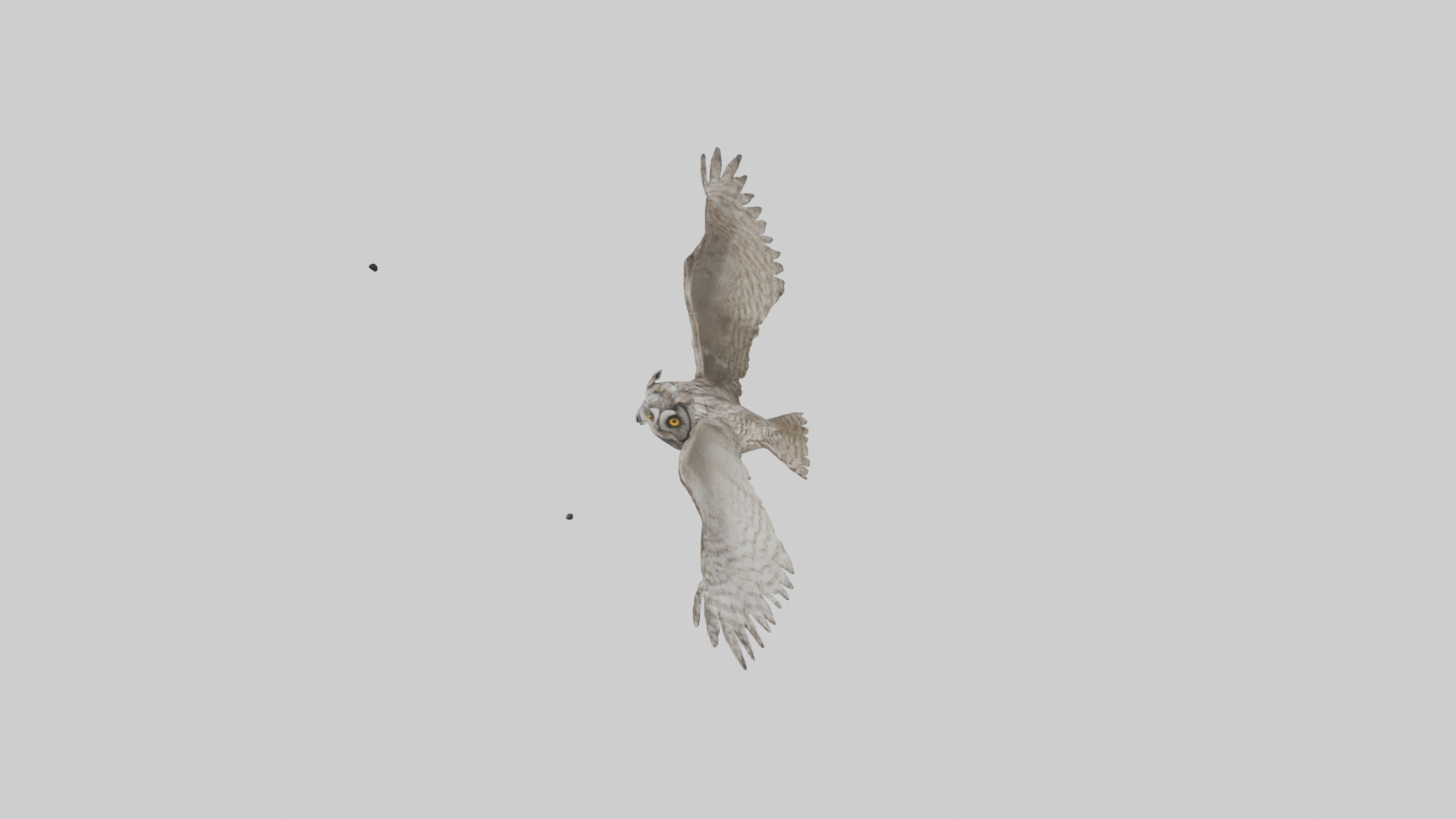 LongEared Owl flying model Low-poly 3D model_16