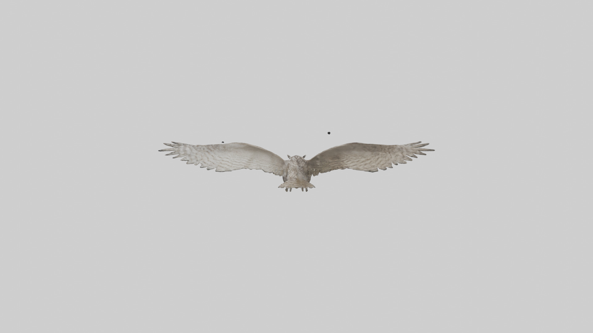 LongEared Owl flying model Low-poly 3D model_12