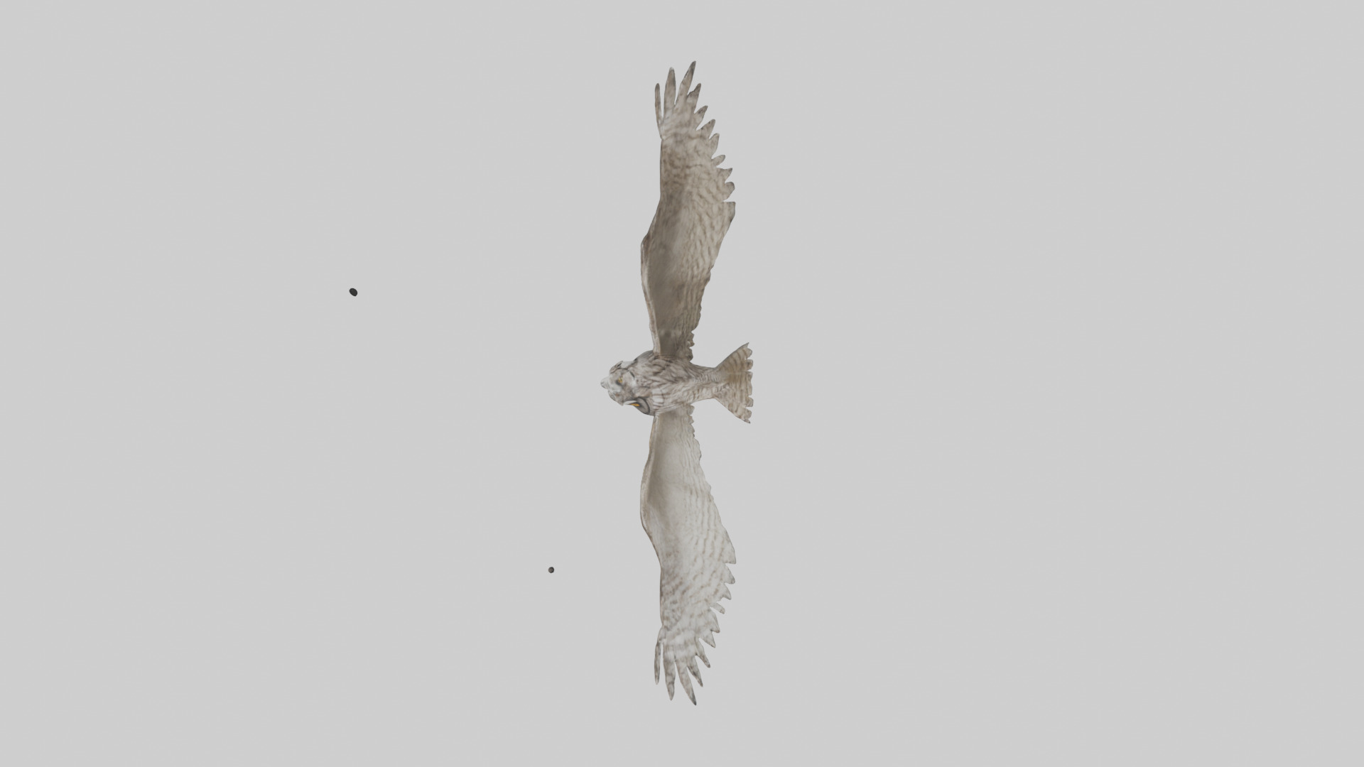 LongEared Owl flying model Low-poly 3D model_14