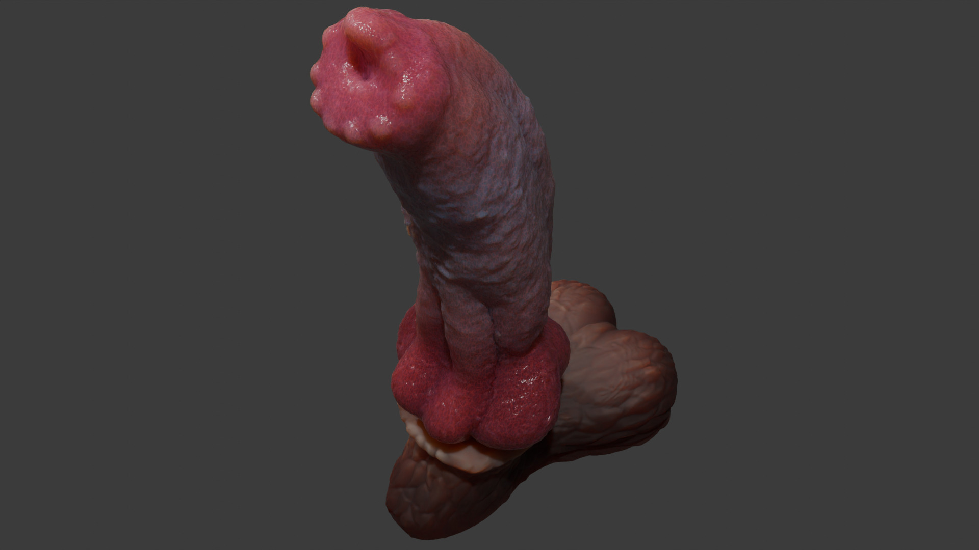 Huge Dog Penis Rigged Low-poly 3D model_7