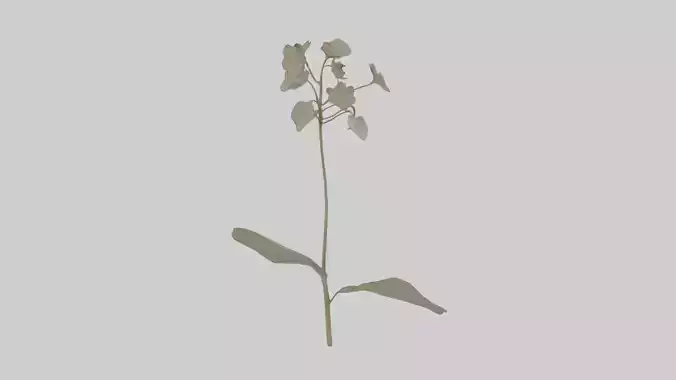 Lunaria model Low-poly 3D model