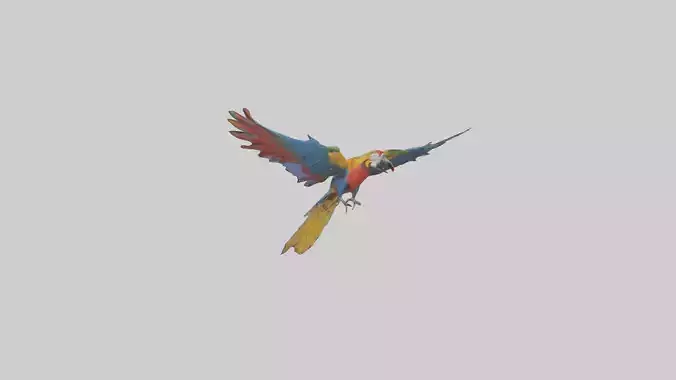 Macaw flying model