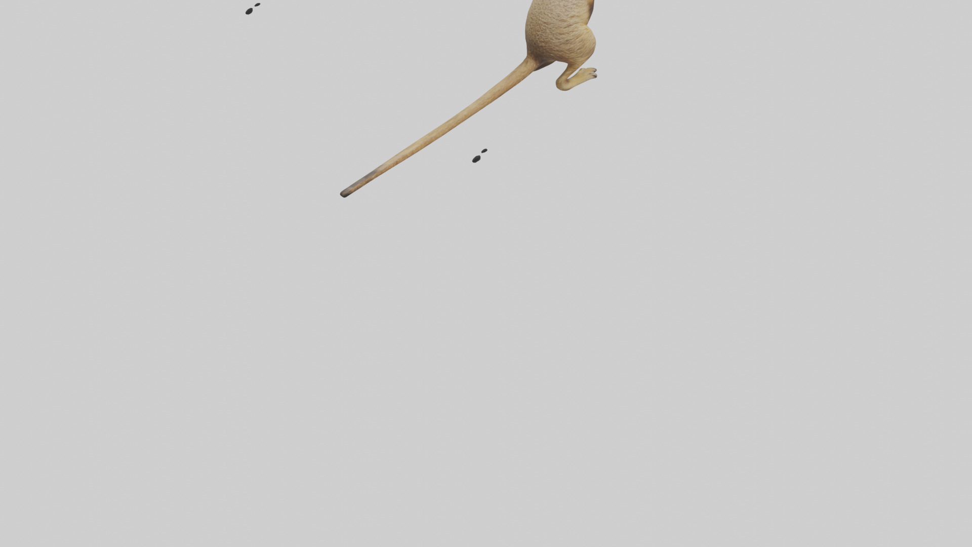 Meerkat cub watching model Low-poly 3D model_4