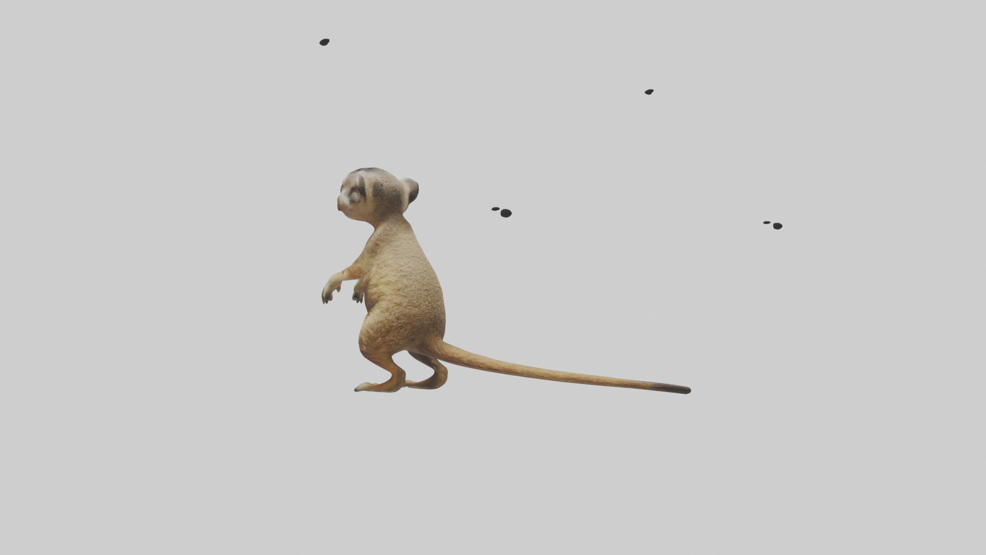 Meerkat cub watching model Low-poly 3D model_1