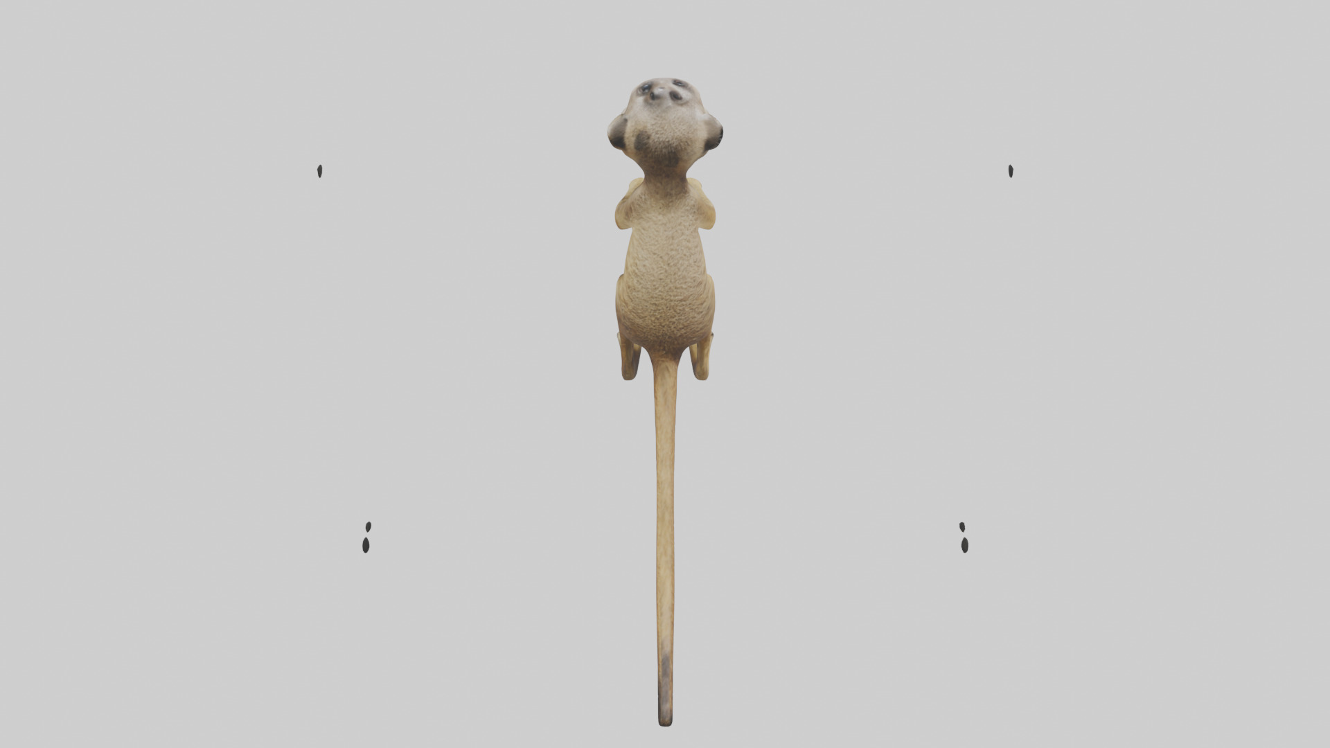 Meerkat cub watching model Low-poly 3D model_15