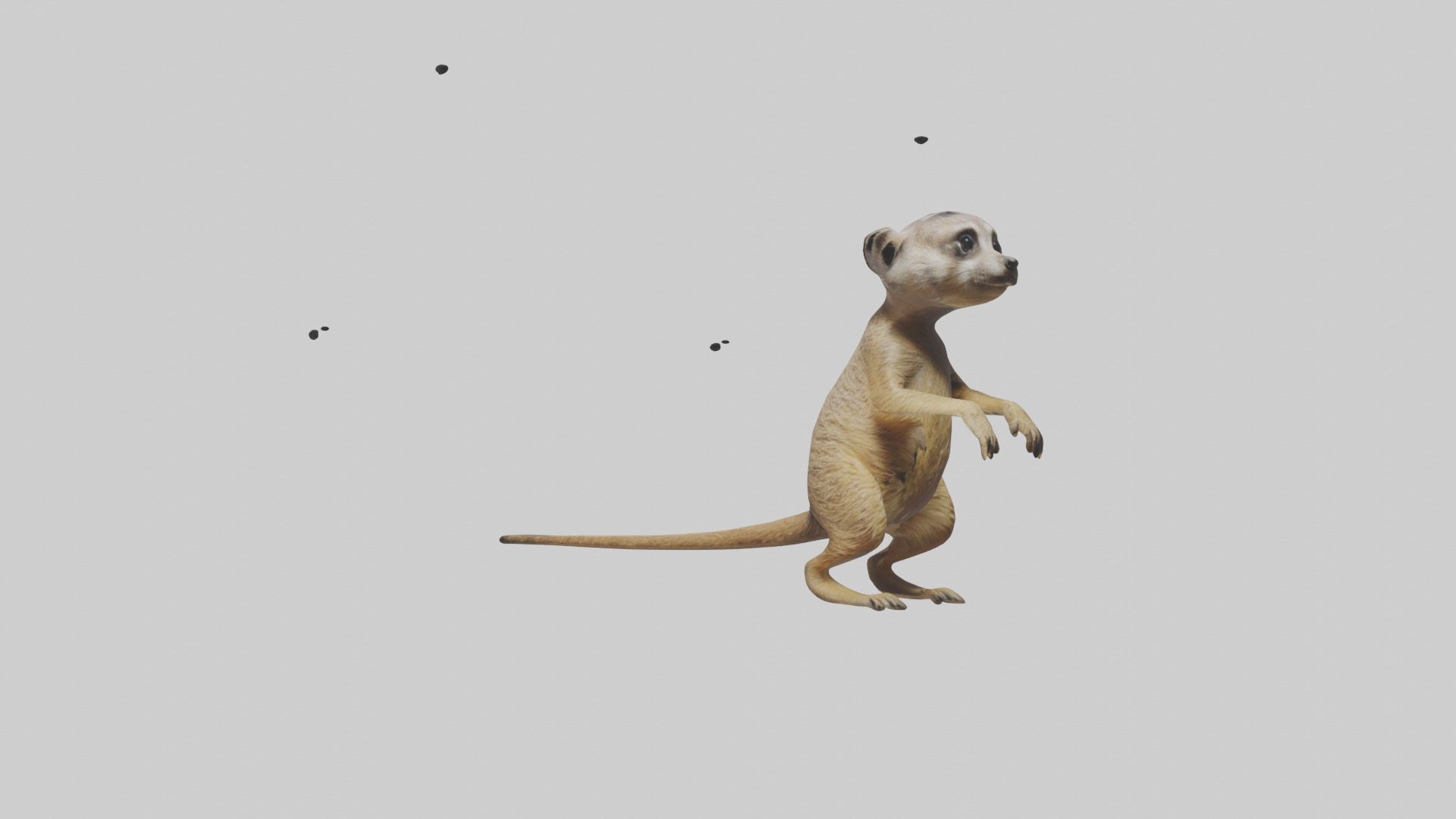 Meerkat cub watching model Low-poly 3D model_11