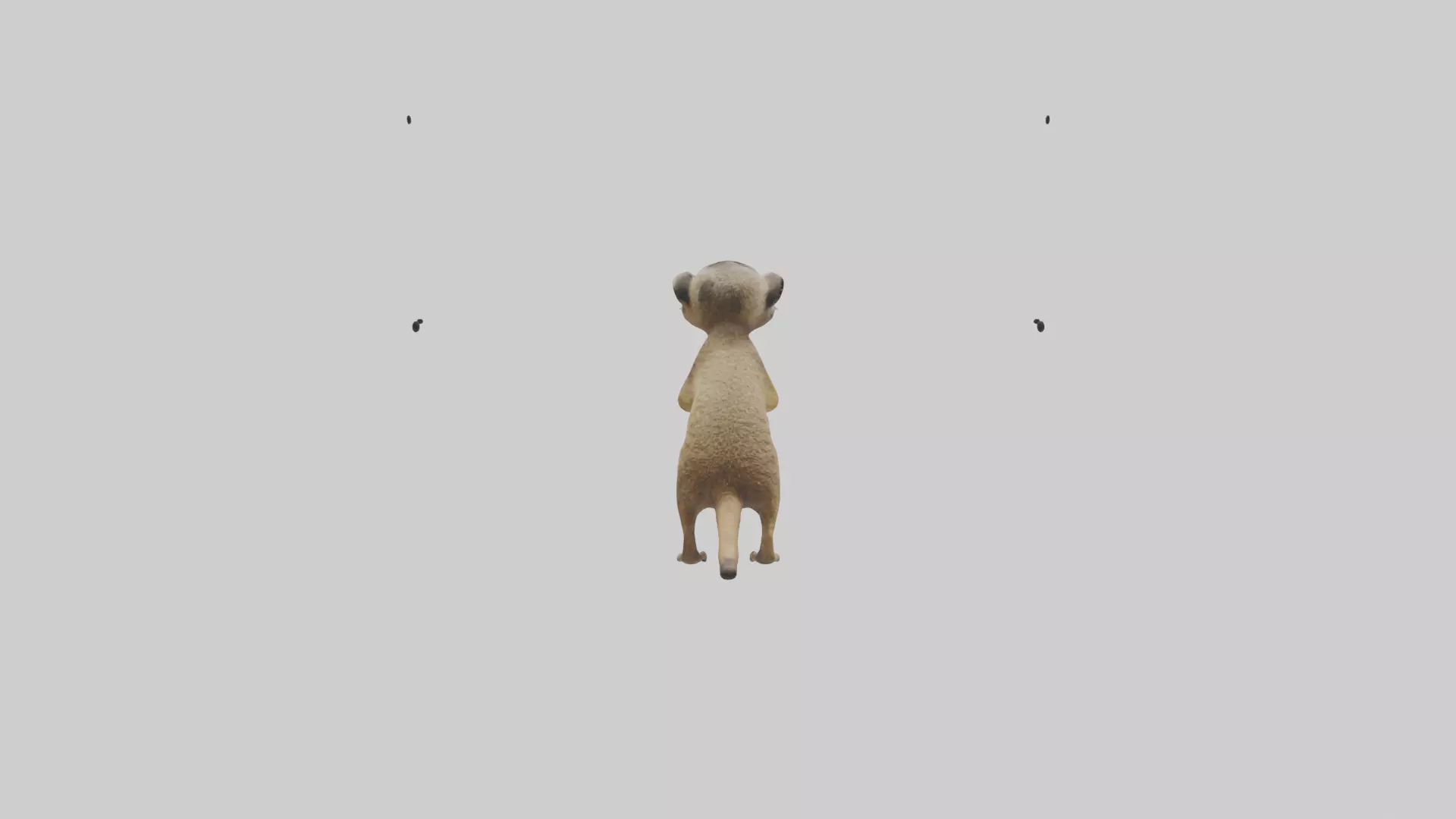 Meerkat cub watching model Low-poly 3D model_0