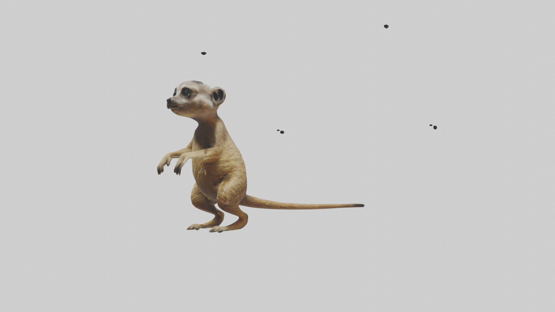 Meerkat cub watching model Low-poly 3D model_8