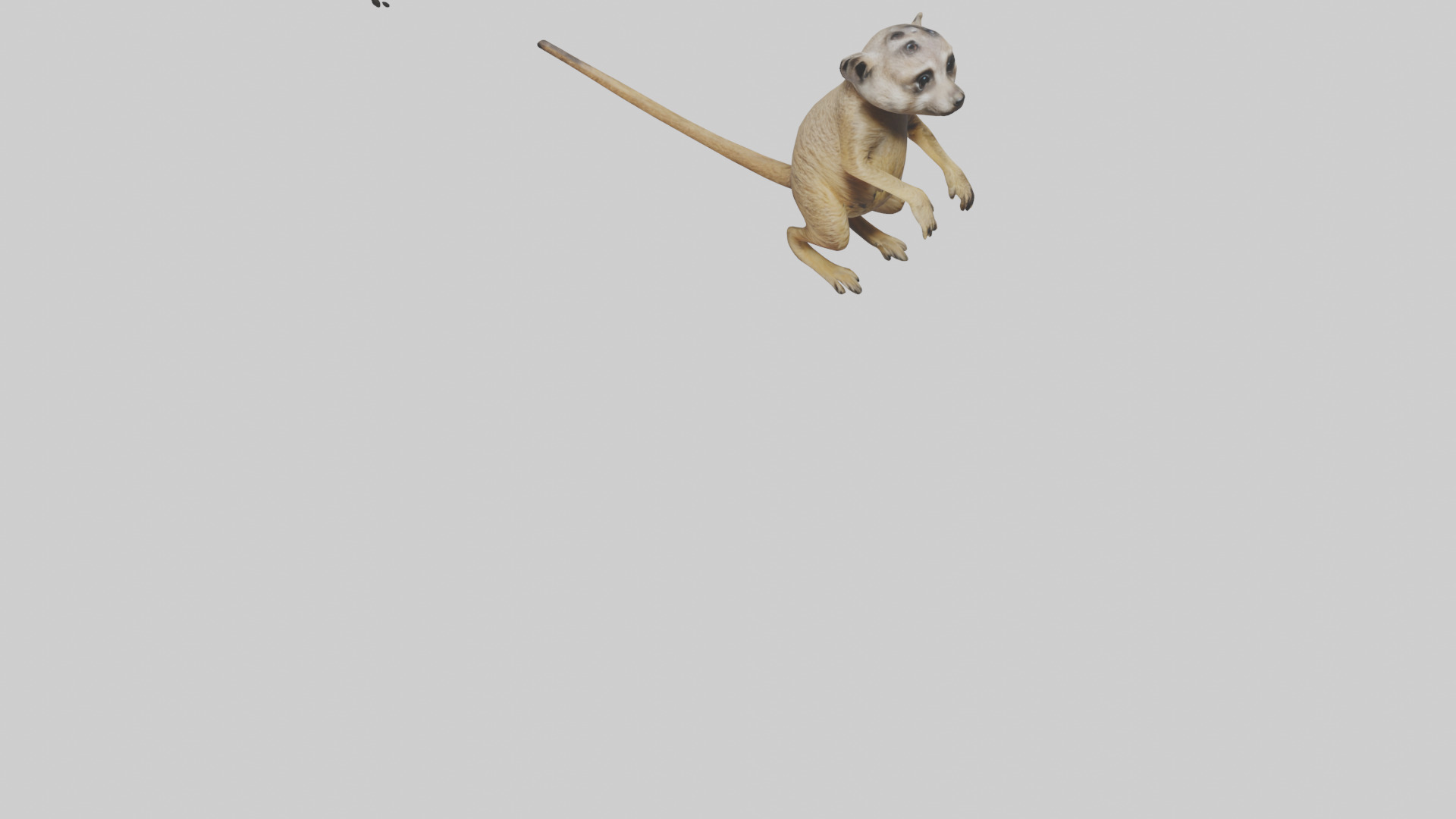 Meerkat cub watching model Low-poly 3D model_6