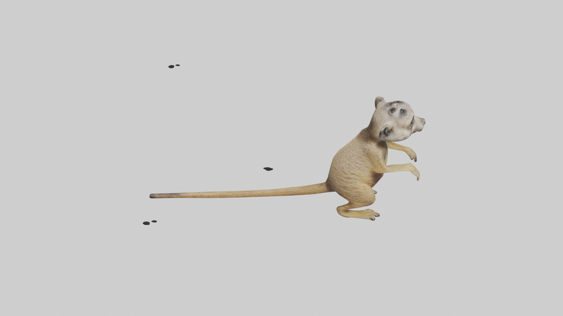 Meerkat cub watching model Low-poly 3D model_18
