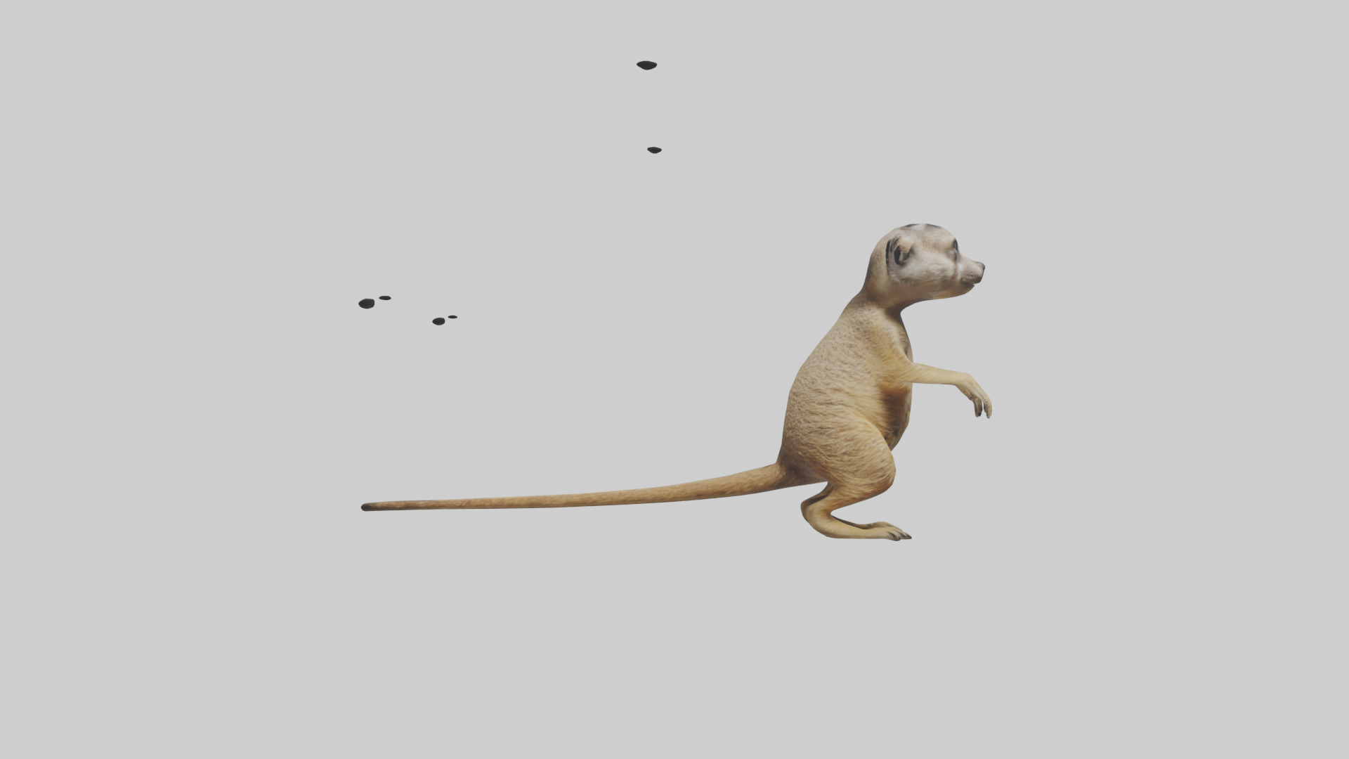 Meerkat cub watching model Low-poly 3D model_13