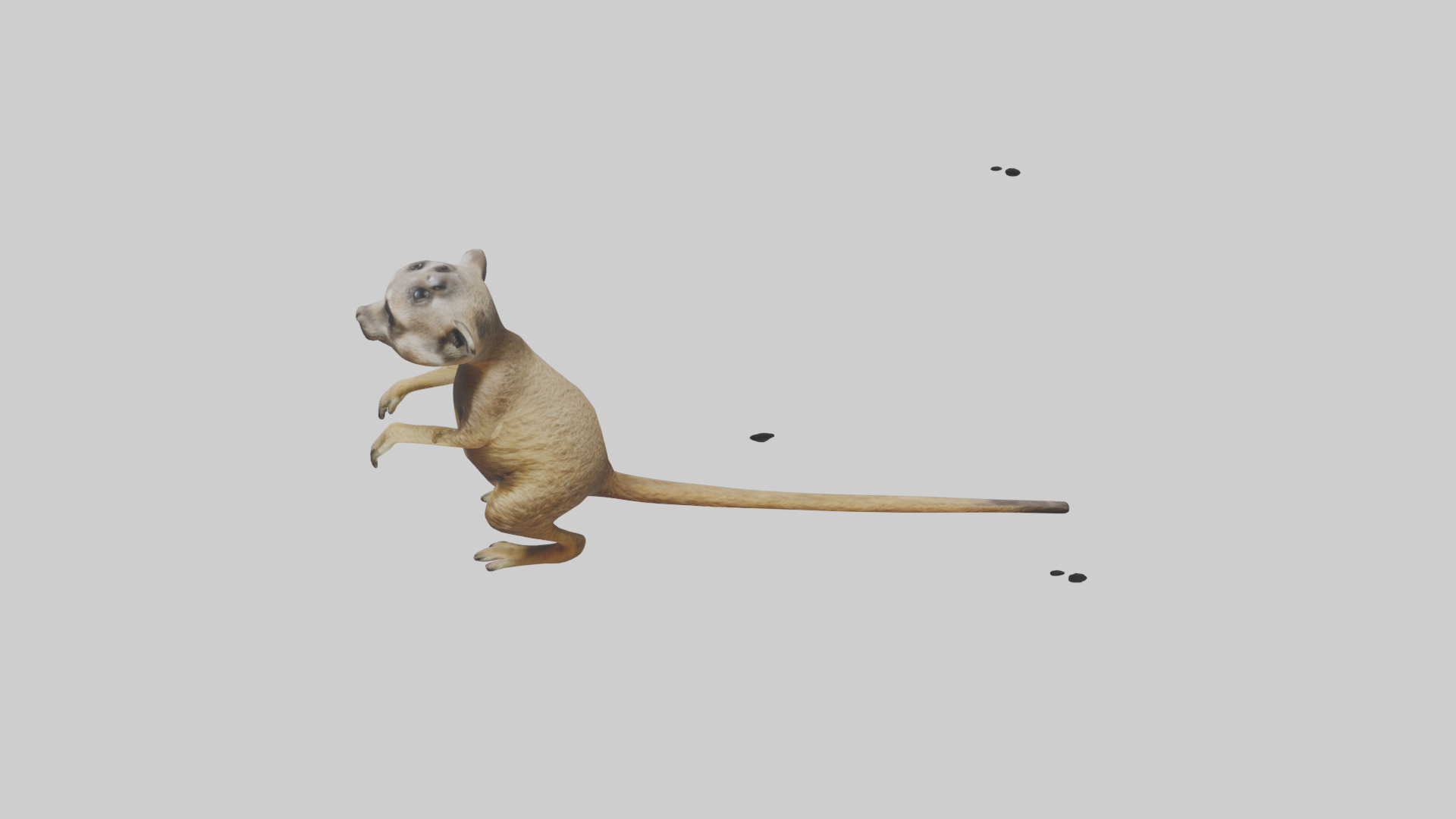 Meerkat cub watching model Low-poly 3D model_17