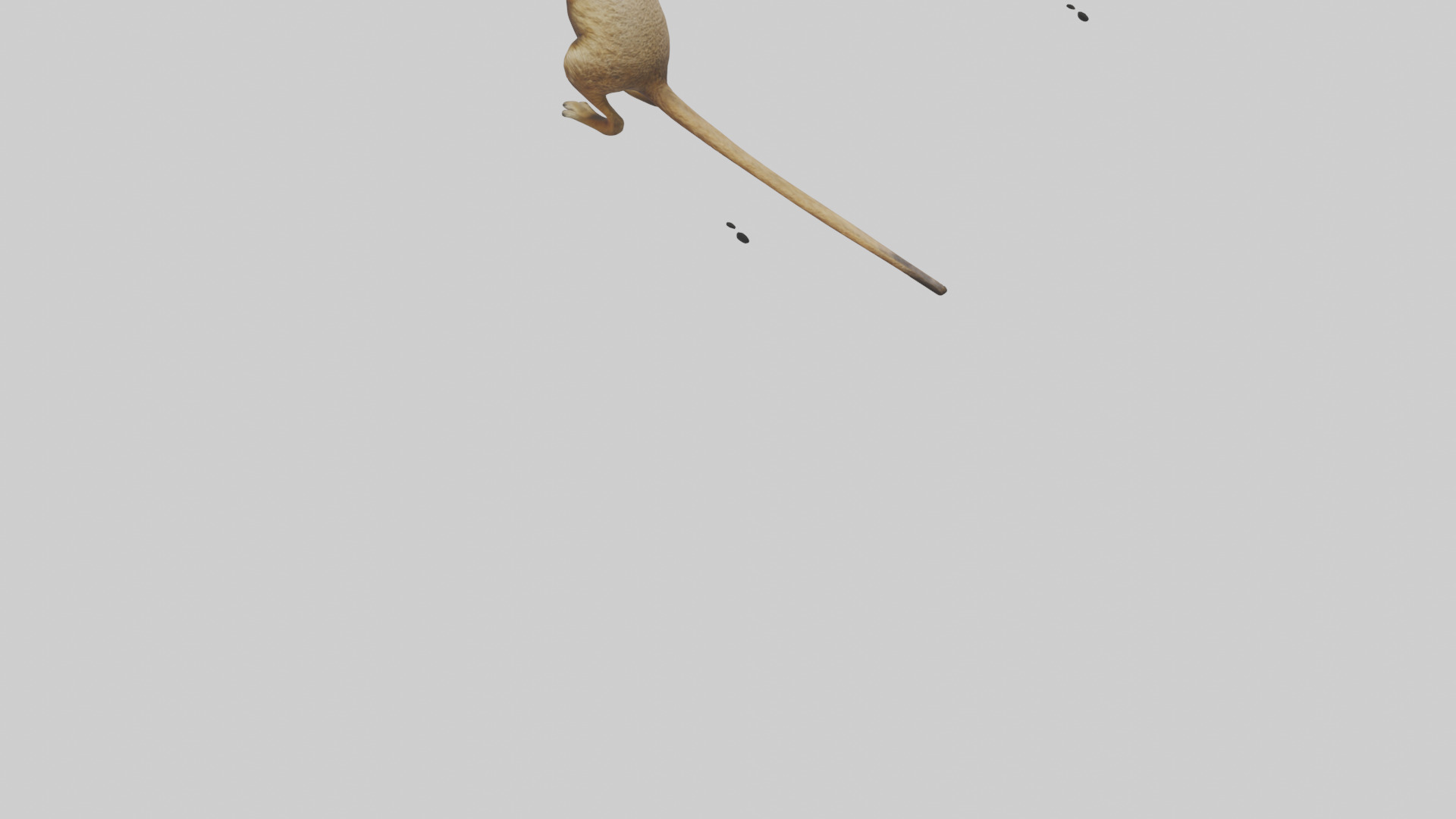 Meerkat cub watching model Low-poly 3D model_3