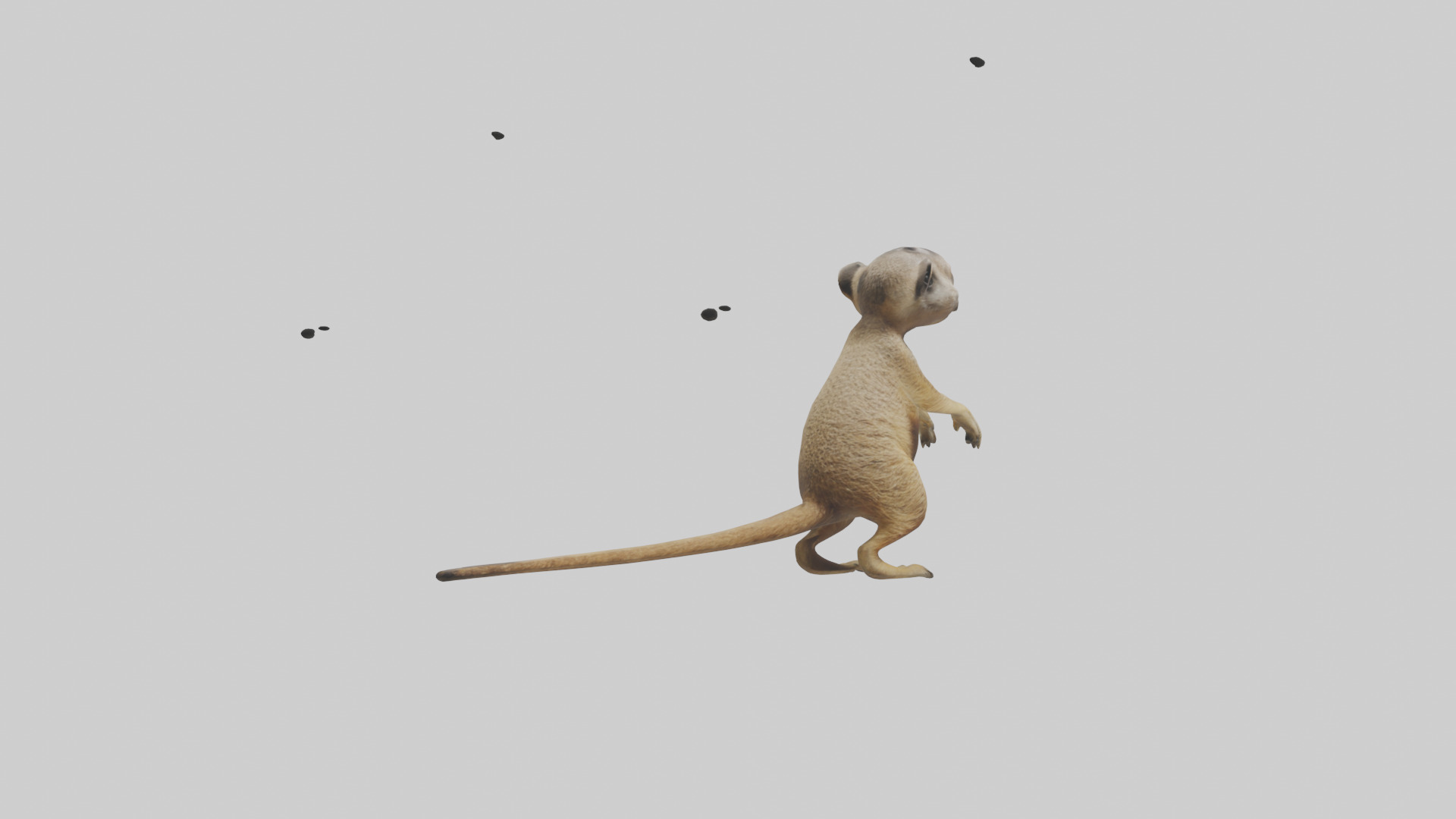 Meerkat cub watching model Low-poly 3D model_2