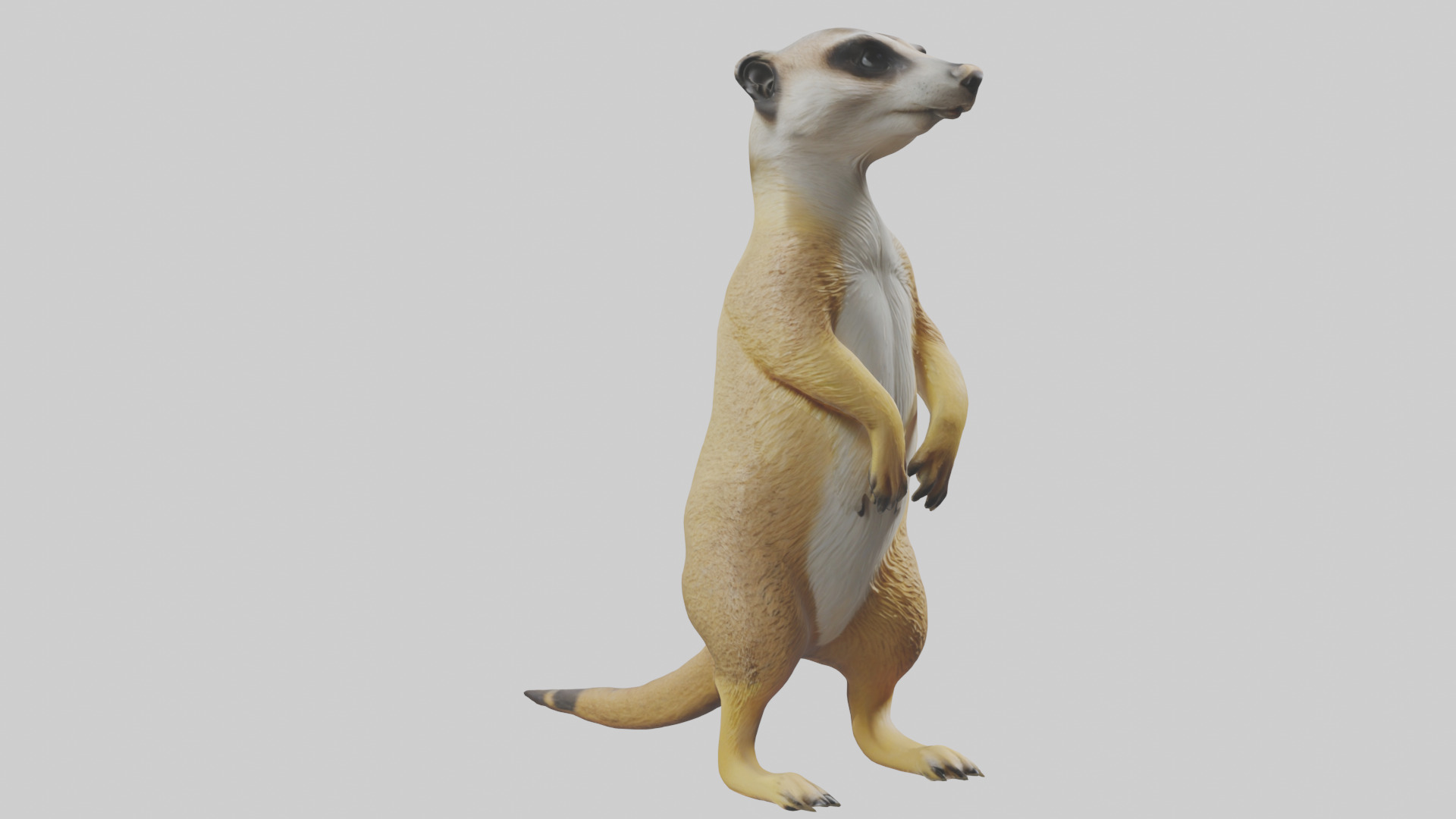 Meerkat standing guard model Low-poly 3D model_7