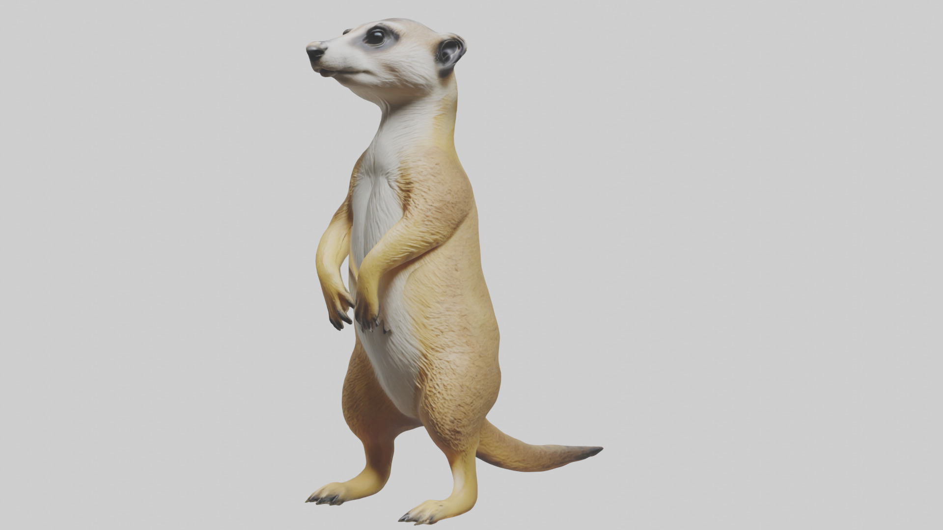Meerkat standing guard model Low-poly 3D model_8