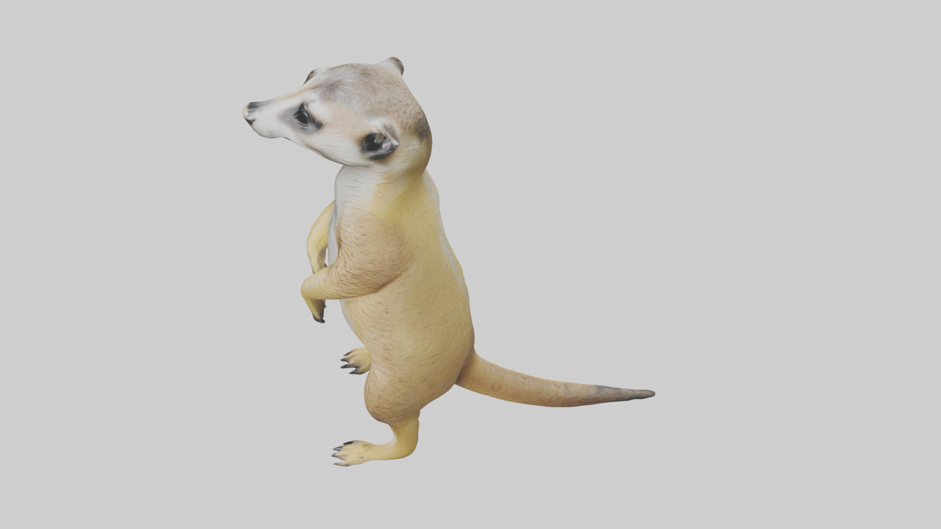 Meerkat standing guard model Low-poly 3D model_17