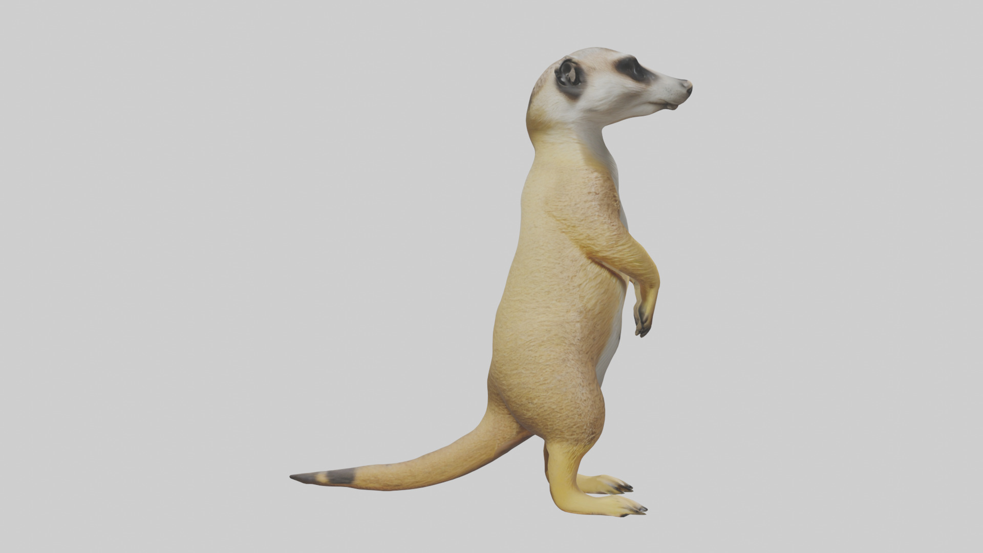 Meerkat standing guard model Low-poly 3D model_13