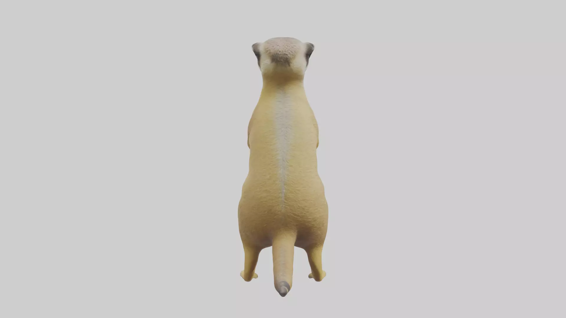 Meerkat standing guard model Low-poly 3D model_0