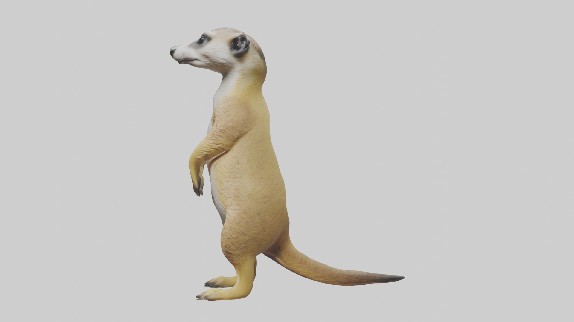 Meerkat standing guard model Low-poly 3D model_12