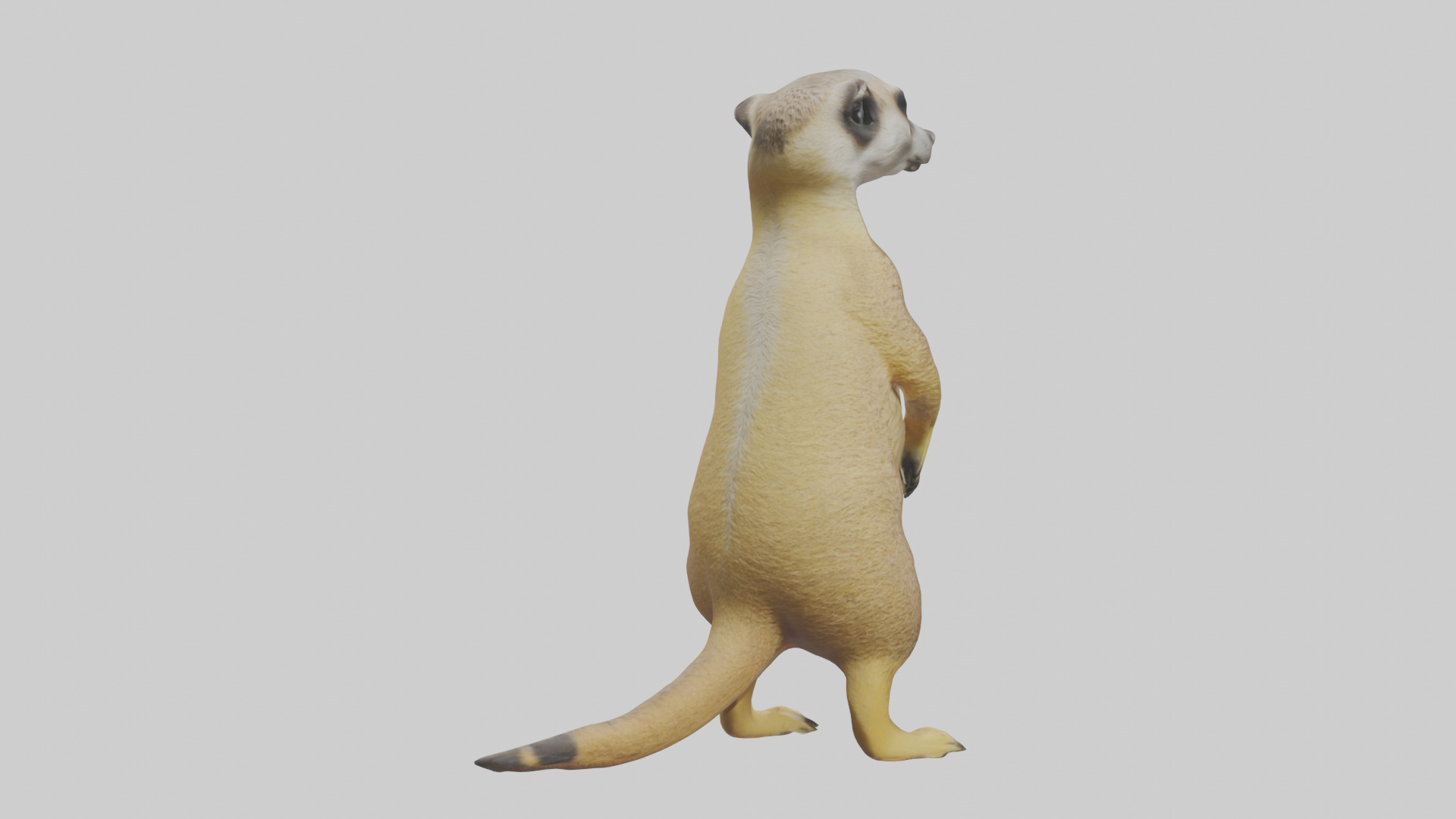 Meerkat standing guard model Low-poly 3D model_2