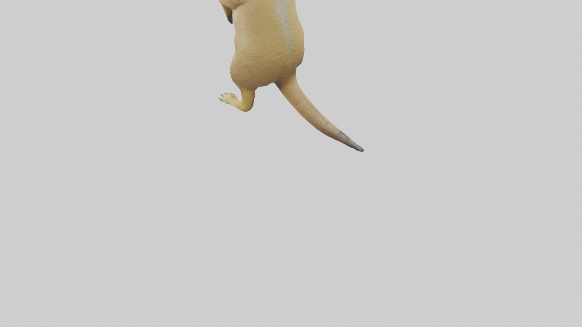 Meerkat standing guard model Low-poly 3D model_3