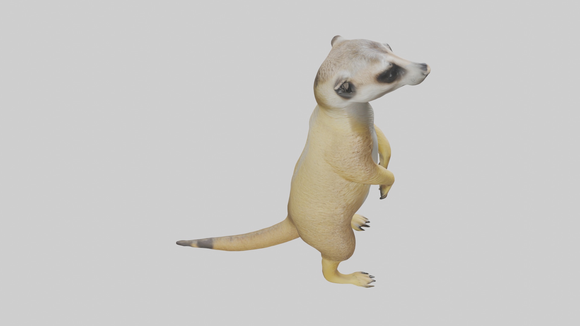 Meerkat standing guard model Low-poly 3D model_18