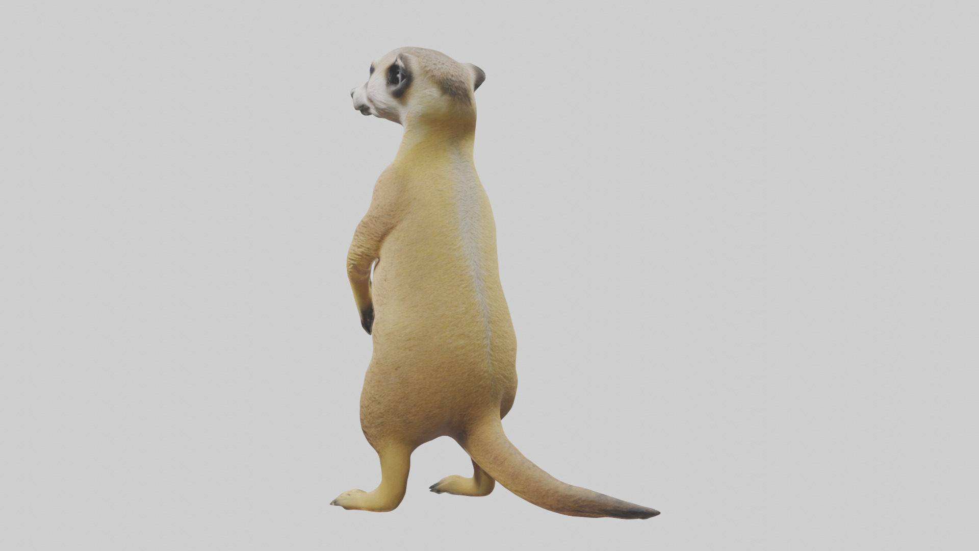Meerkat standing guard model Low-poly 3D model_1