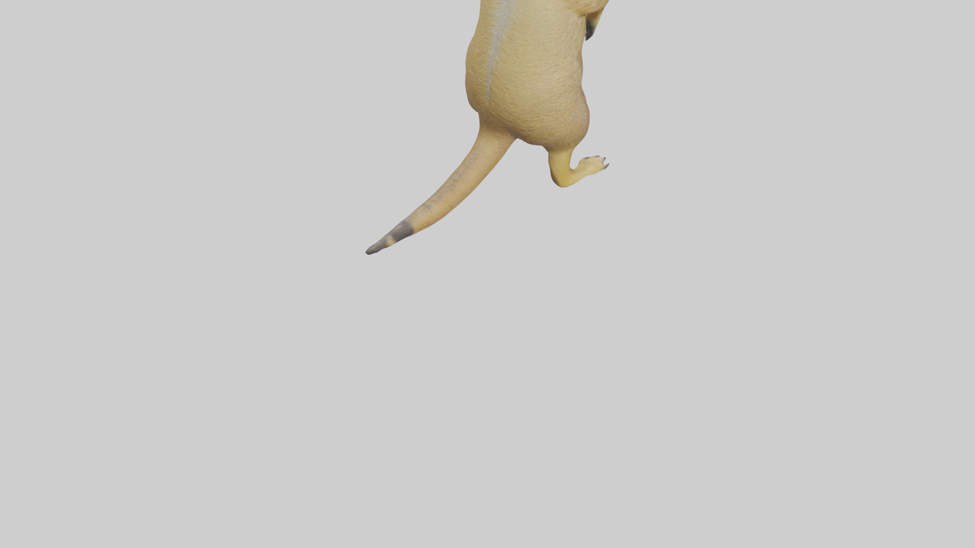 Meerkat standing guard model Low-poly 3D model_4