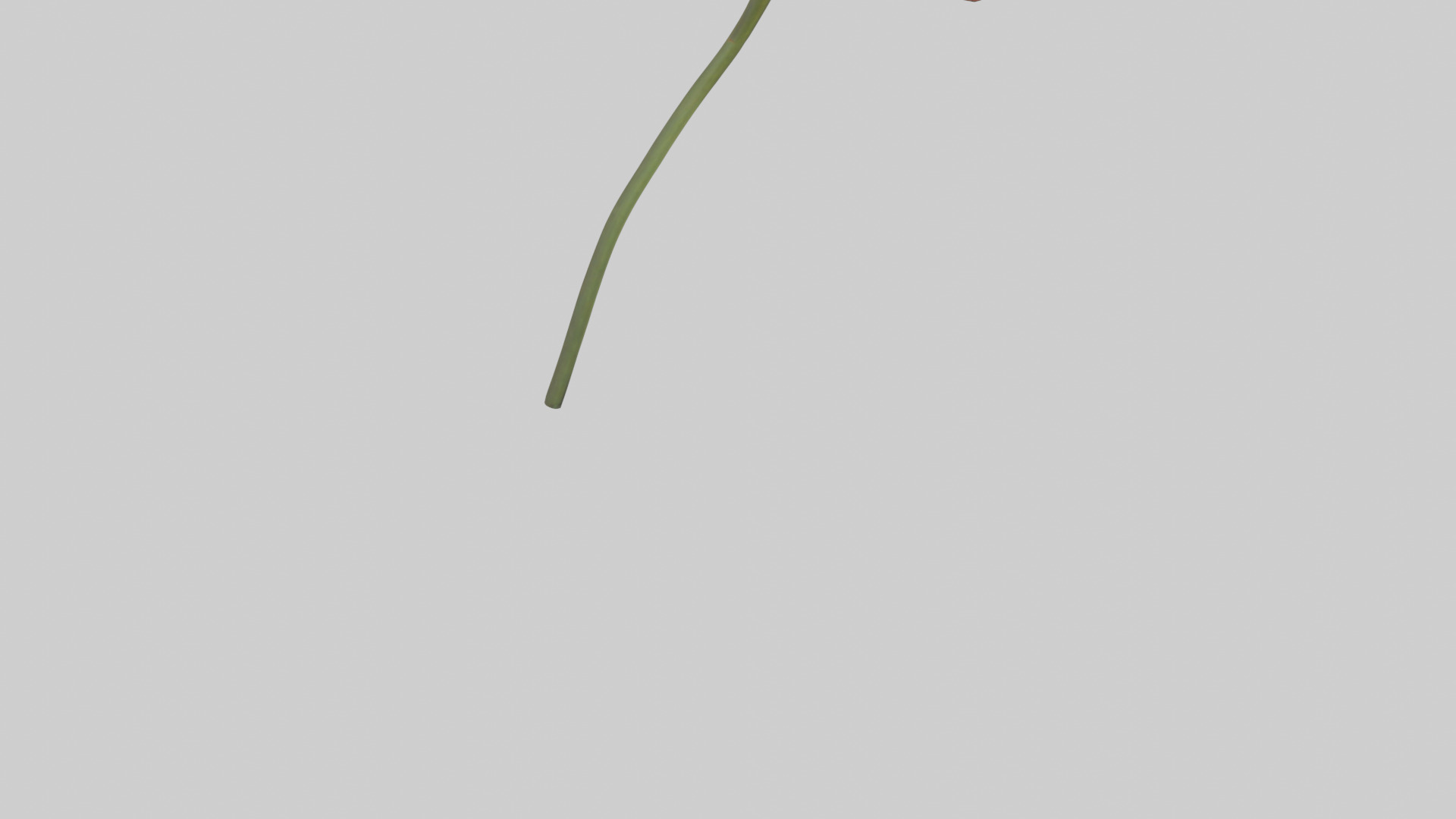 Mexican Hat Flower model Low-poly 3D model_4