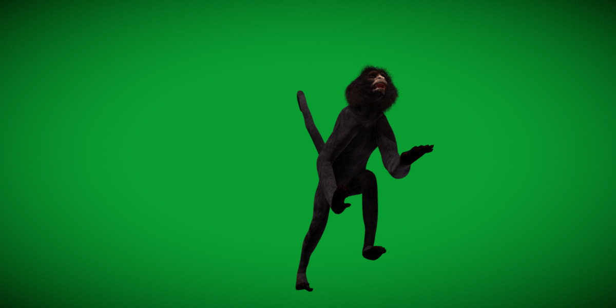 Spider Monkey Low-poly 3D model_30