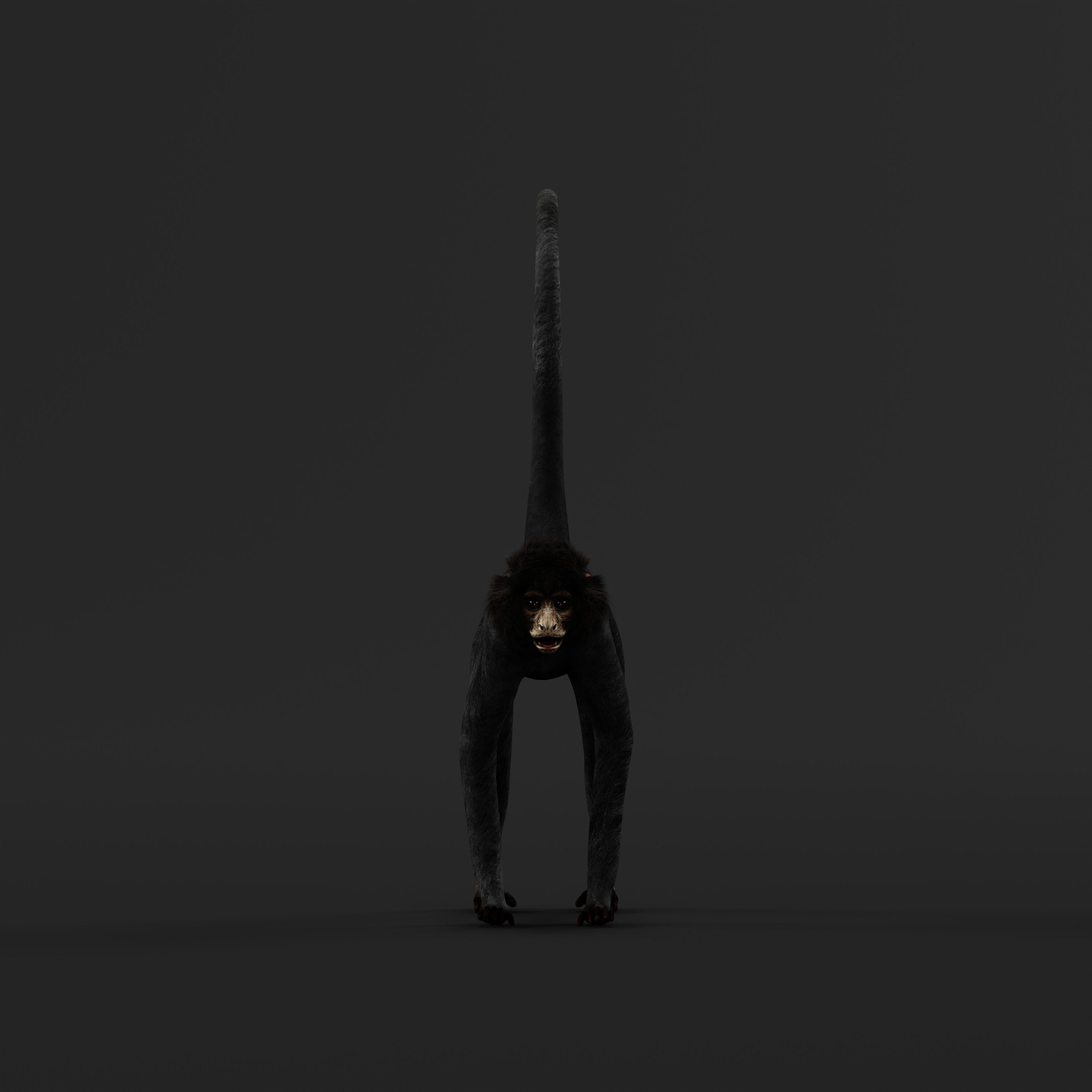 Spider Monkey Low-poly 3D model_44