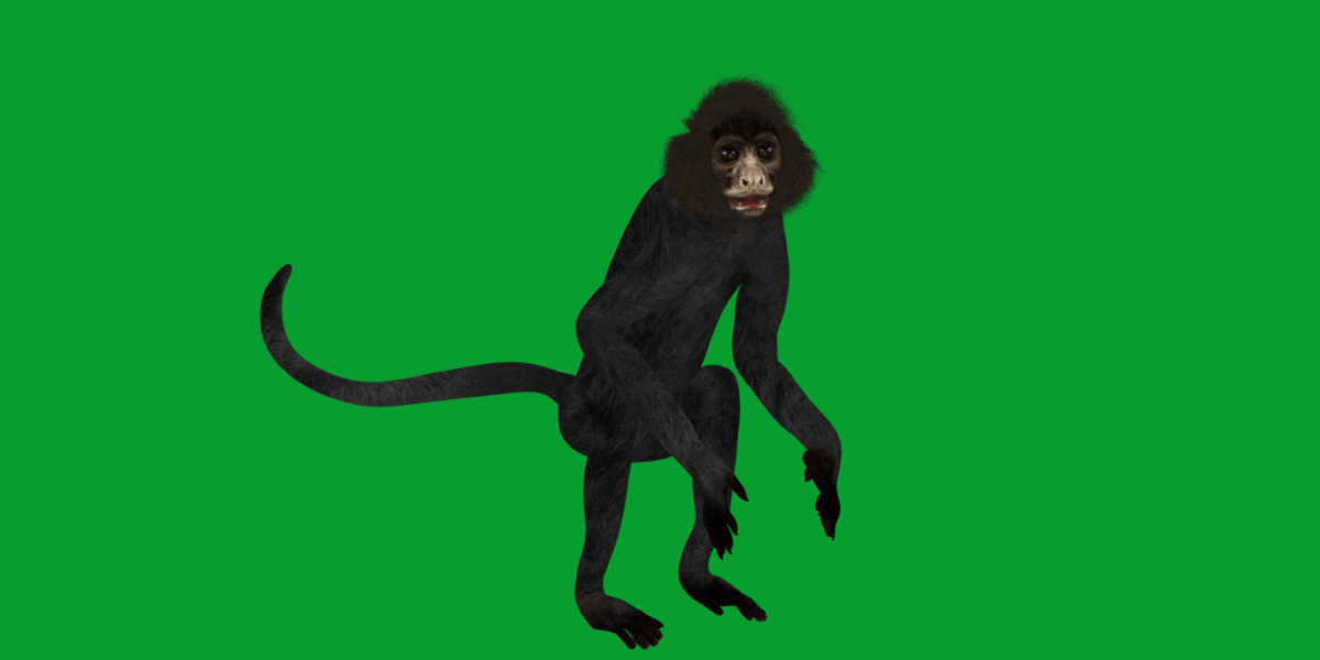 Spider Monkey Low-poly 3D model_20