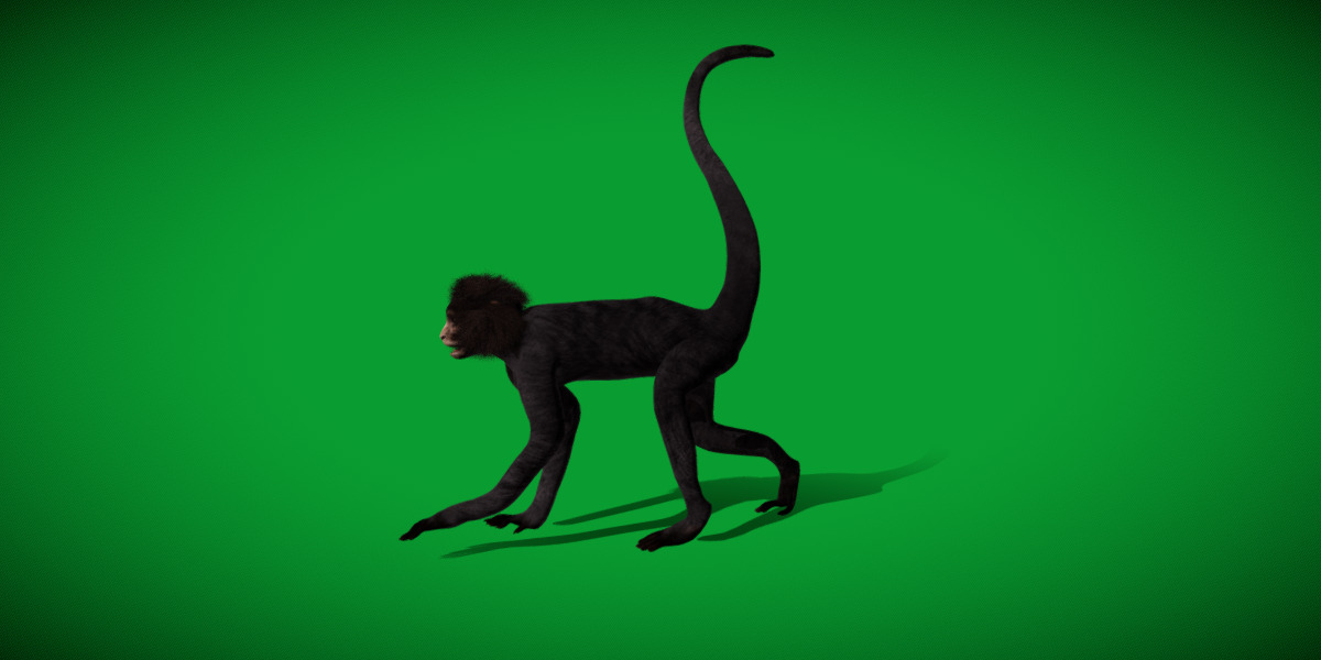 Spider Monkey Low-poly 3D model_31