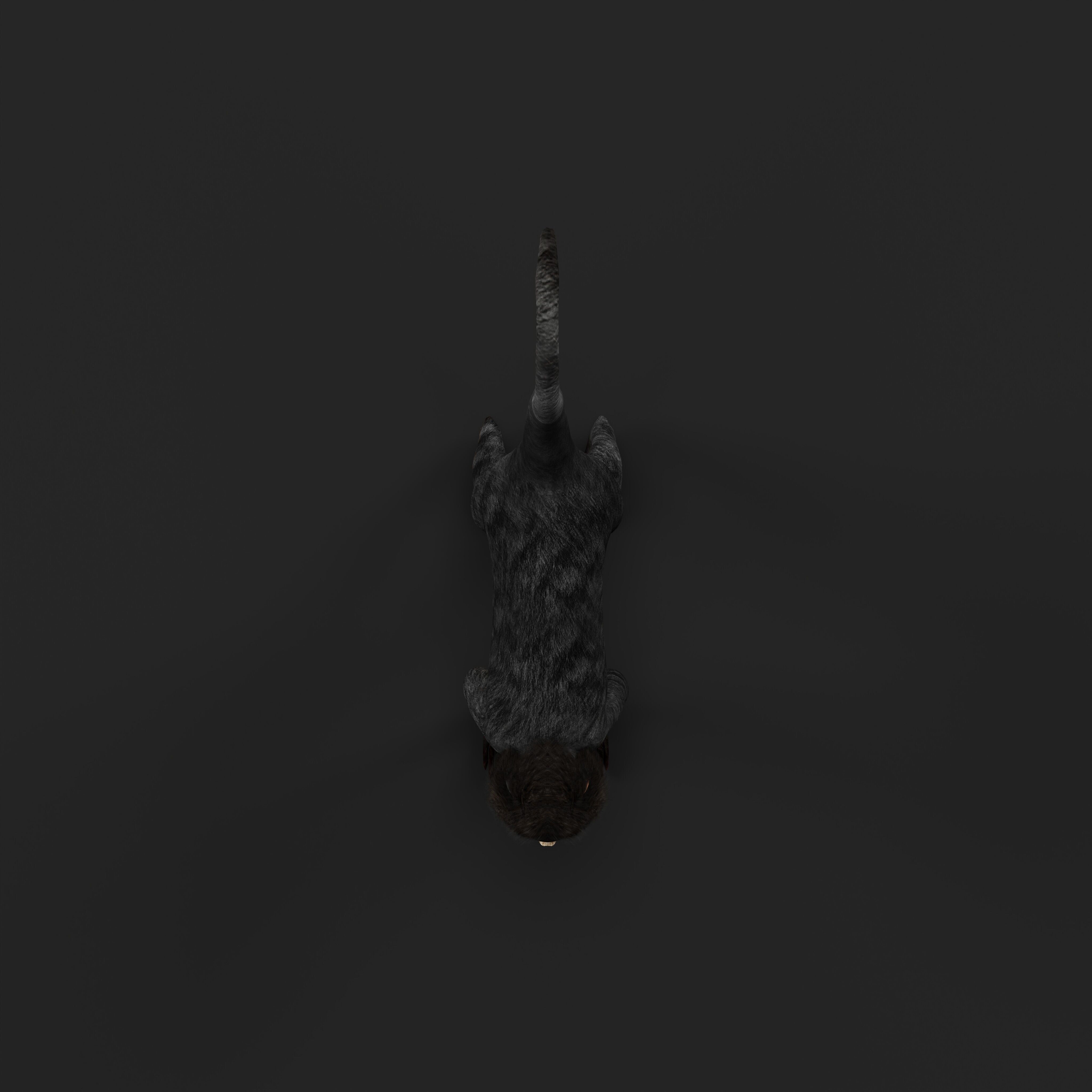 Spider Monkey Low-poly 3D model_46